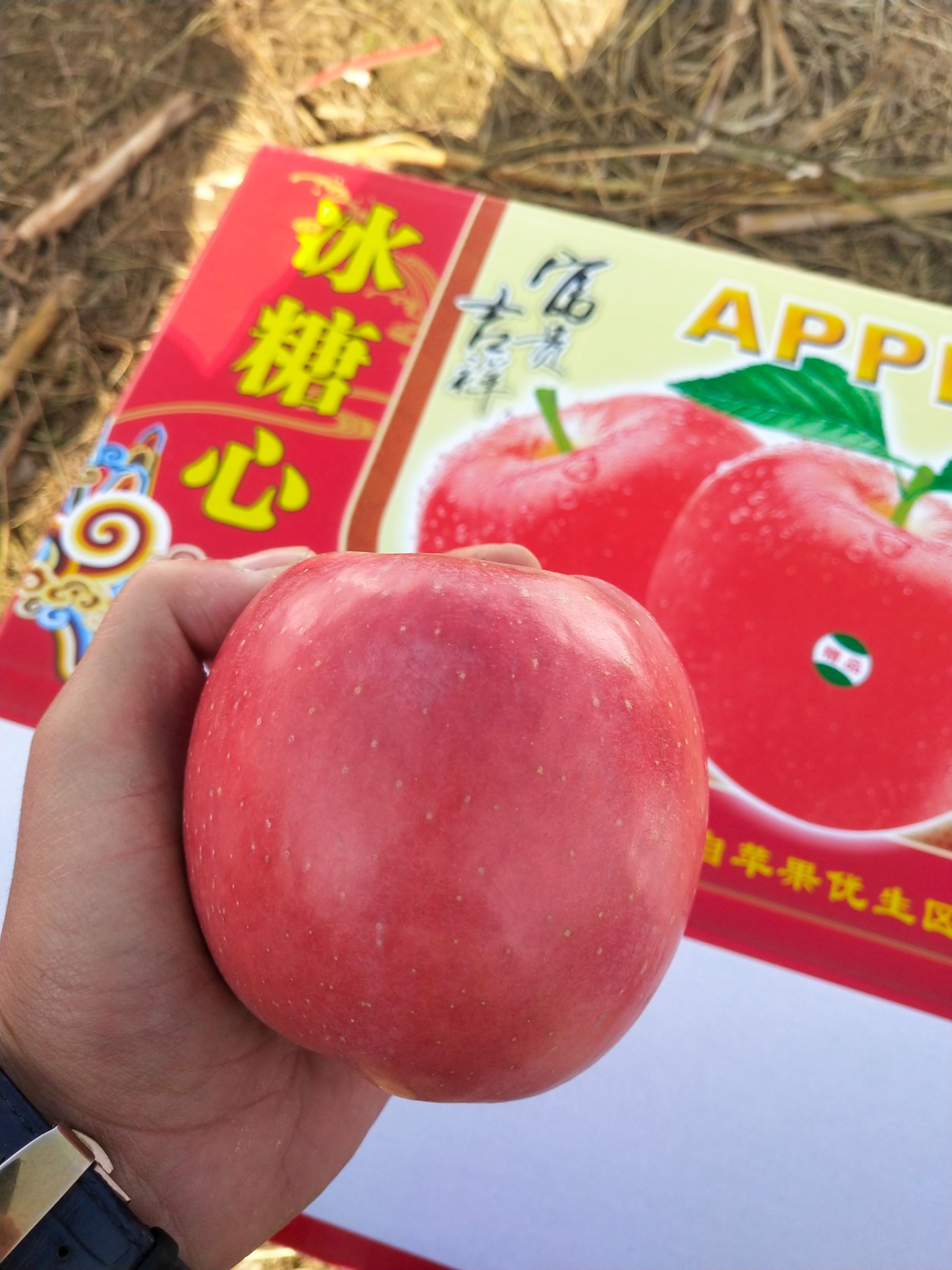 红富士苹果 产地直销精品红富士
