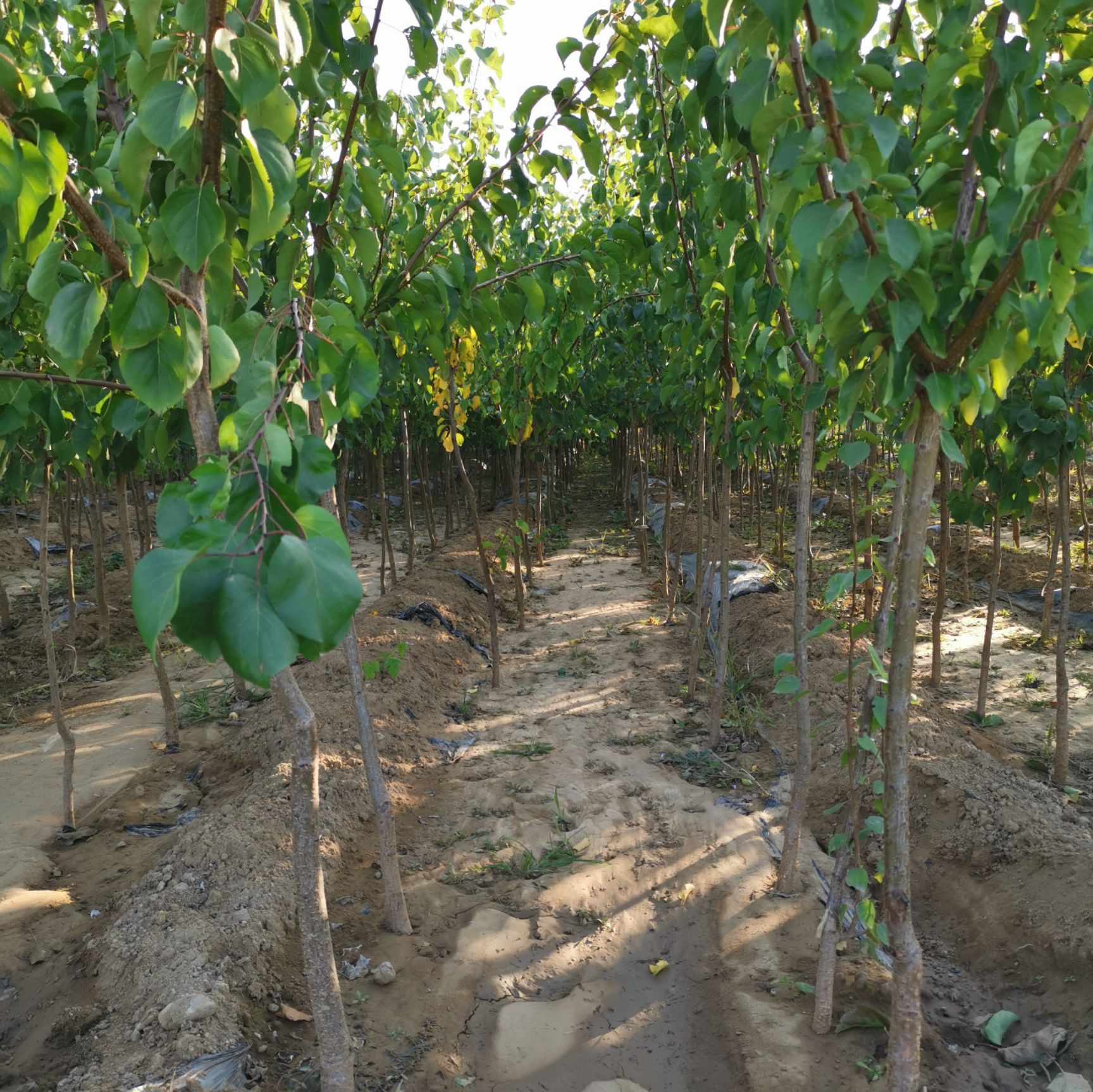 热销山东杏树苗 产量高 好种植 提供技术管理 当年结果