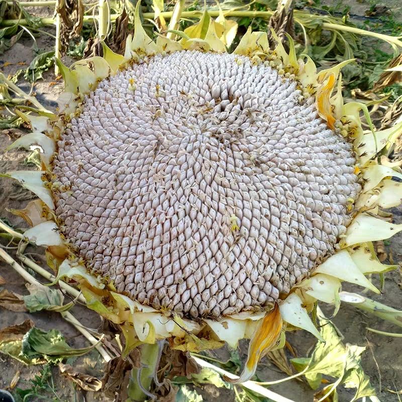 精品白牙签瓜子,细长马牙葵花子,新疆特产