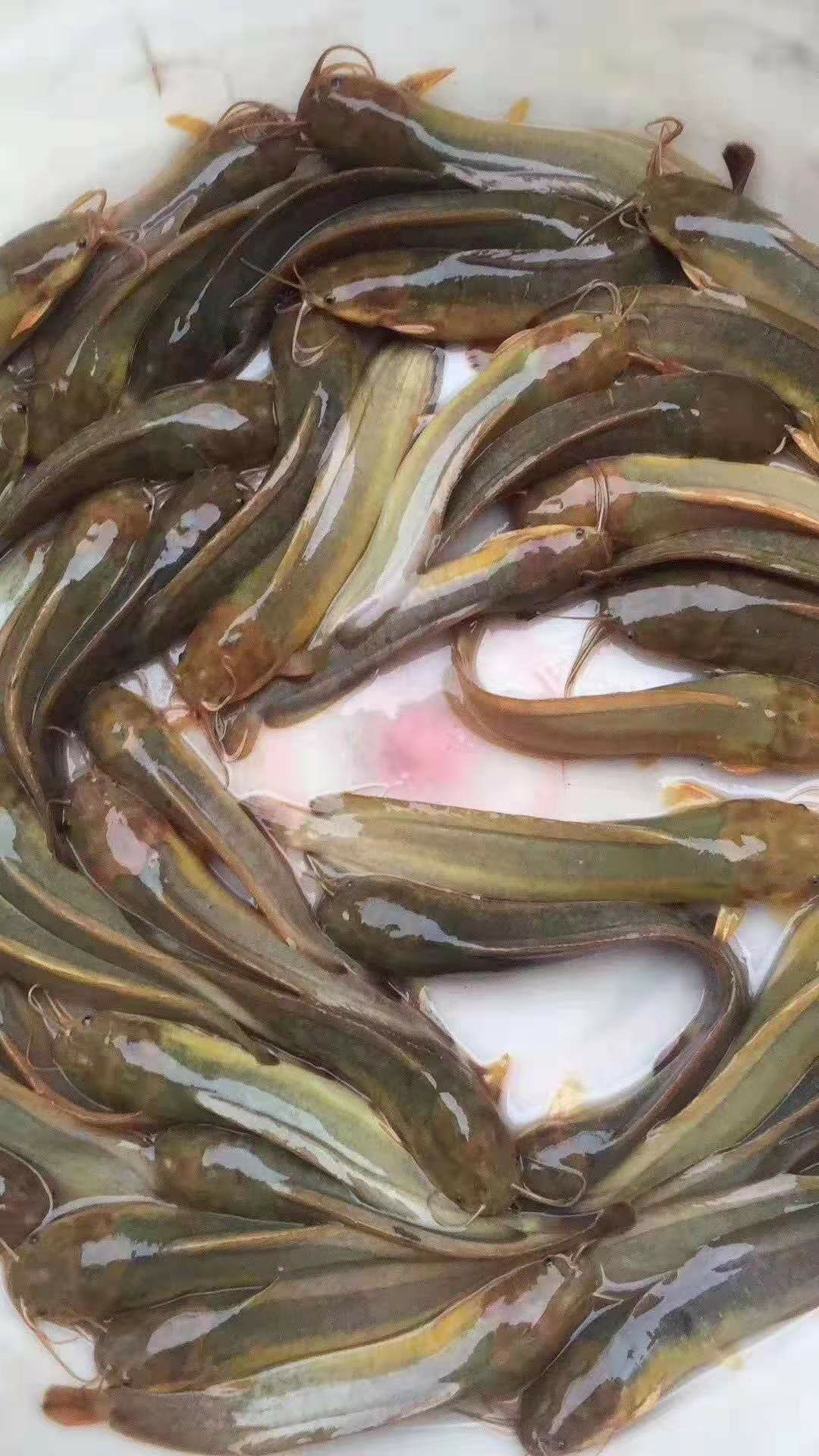 塘鲺鱼苗十自孵水花