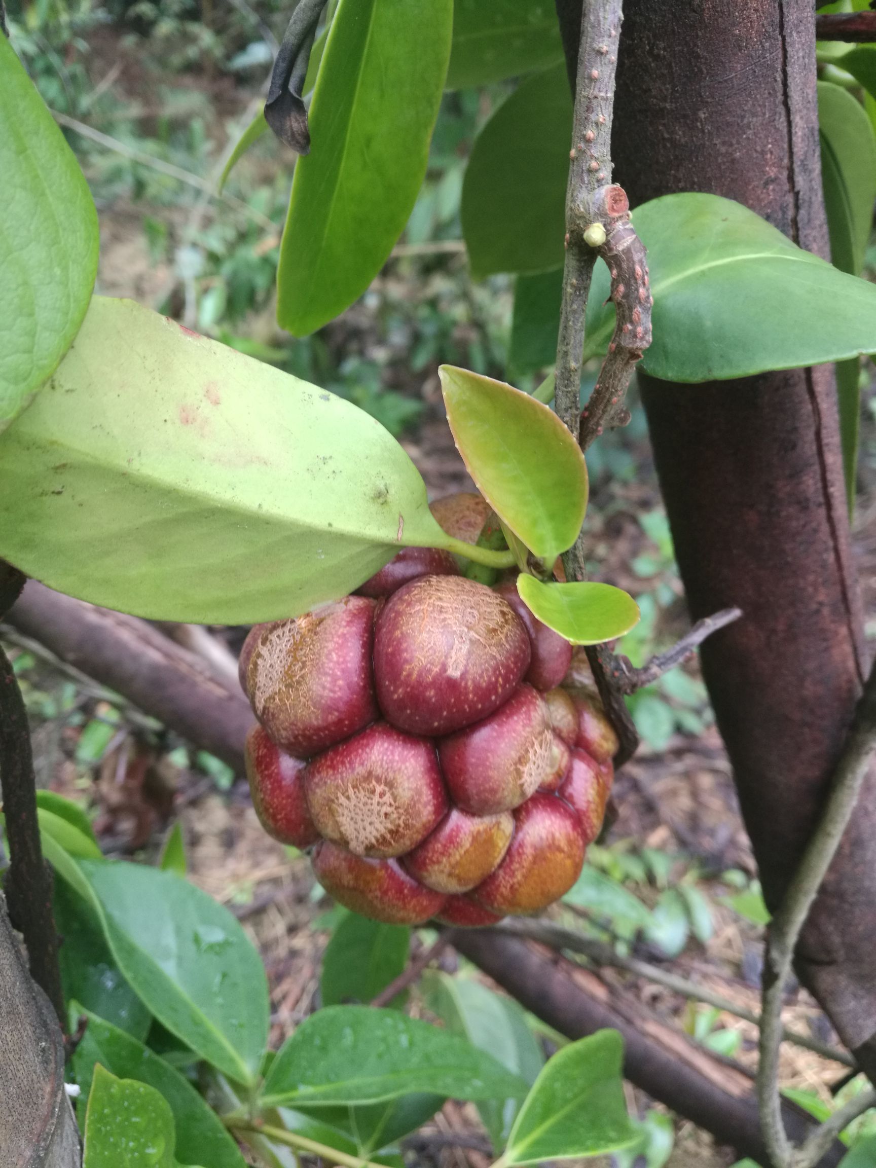 黑老虎(又名血藤果)待售