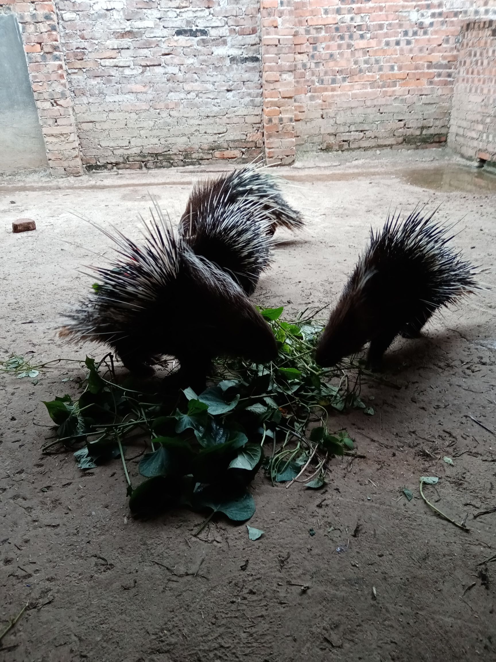 20-30斤食肉豪猪