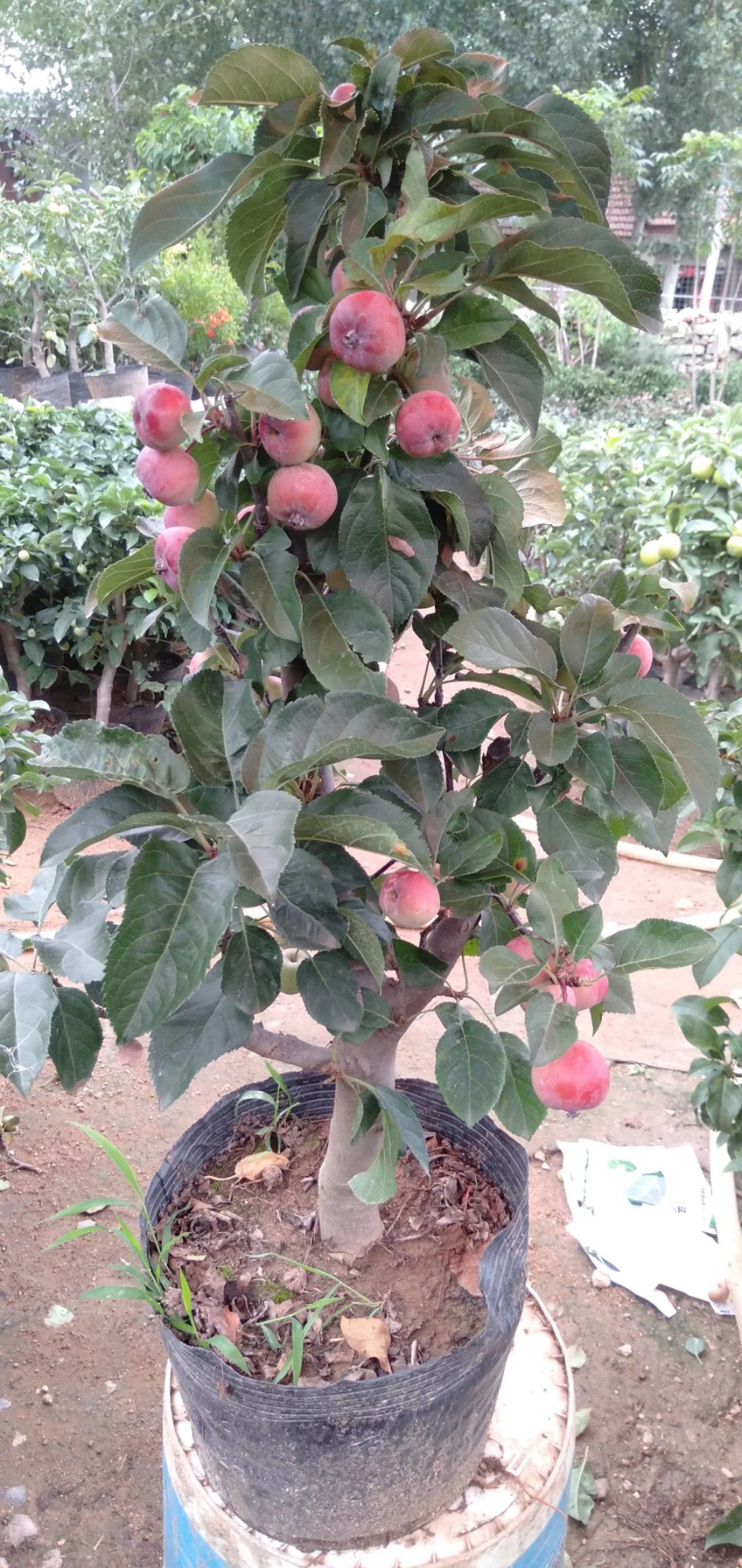 直销苹果盆栽,富贵果长寿果盆栽南北方阳台种植