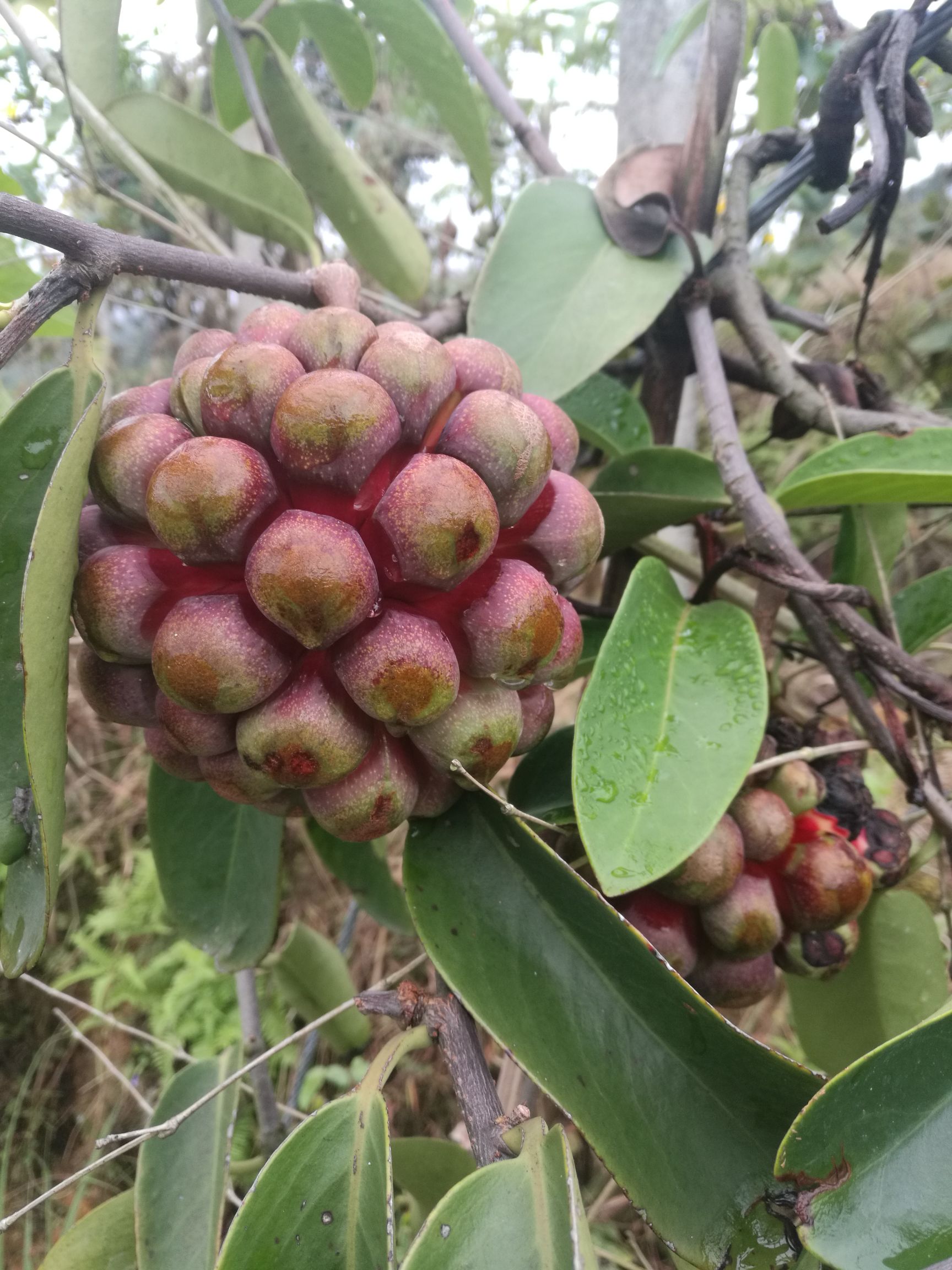 黑老虎(又名血藤果)待售