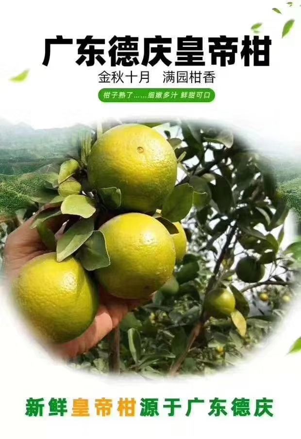 广东省德庆县产地皇帝柑