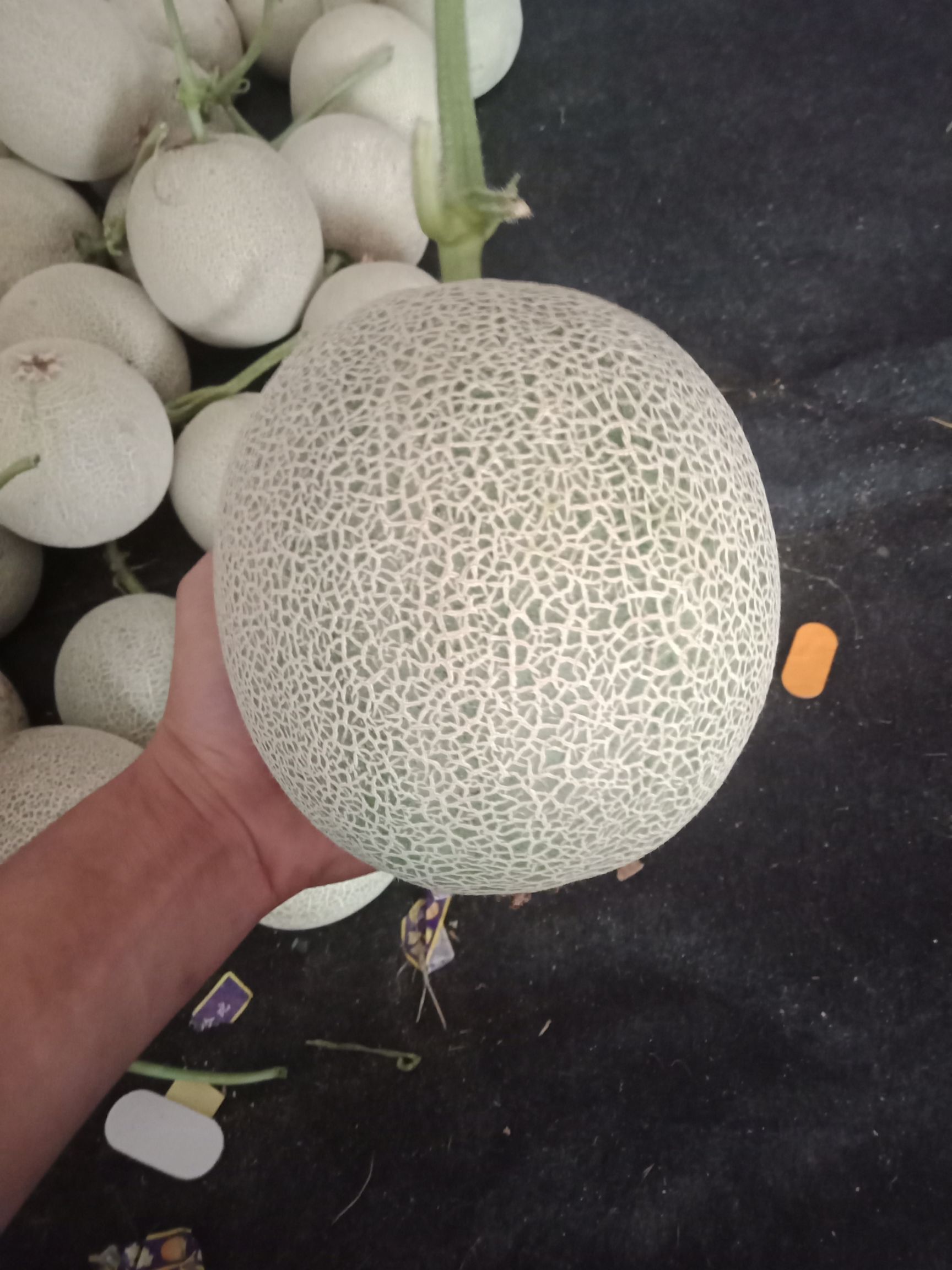 网纹瓜 网纹蜜笼网五美华阿鲁斯各种网纹甜瓜大量上市