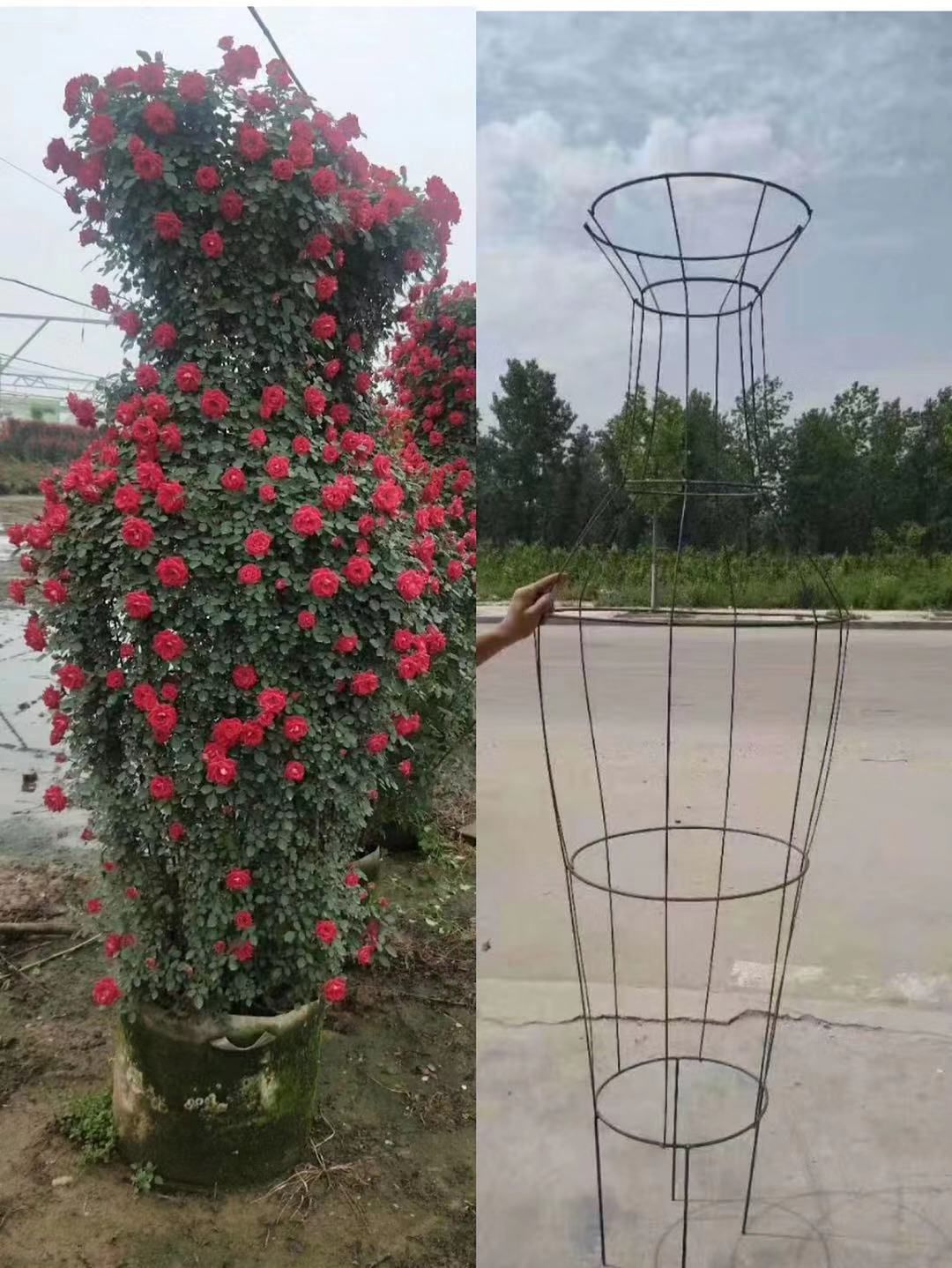 南阳月季,月季花瓶造型编织,适合庭院装饰各大工程