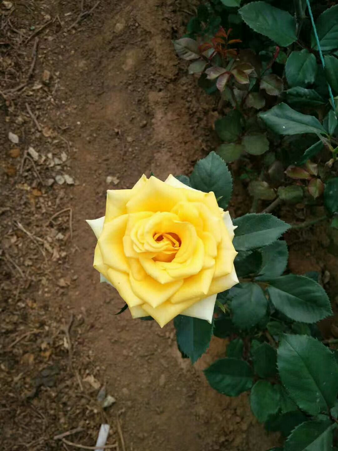 观赏玫瑰花苗价格0.4元