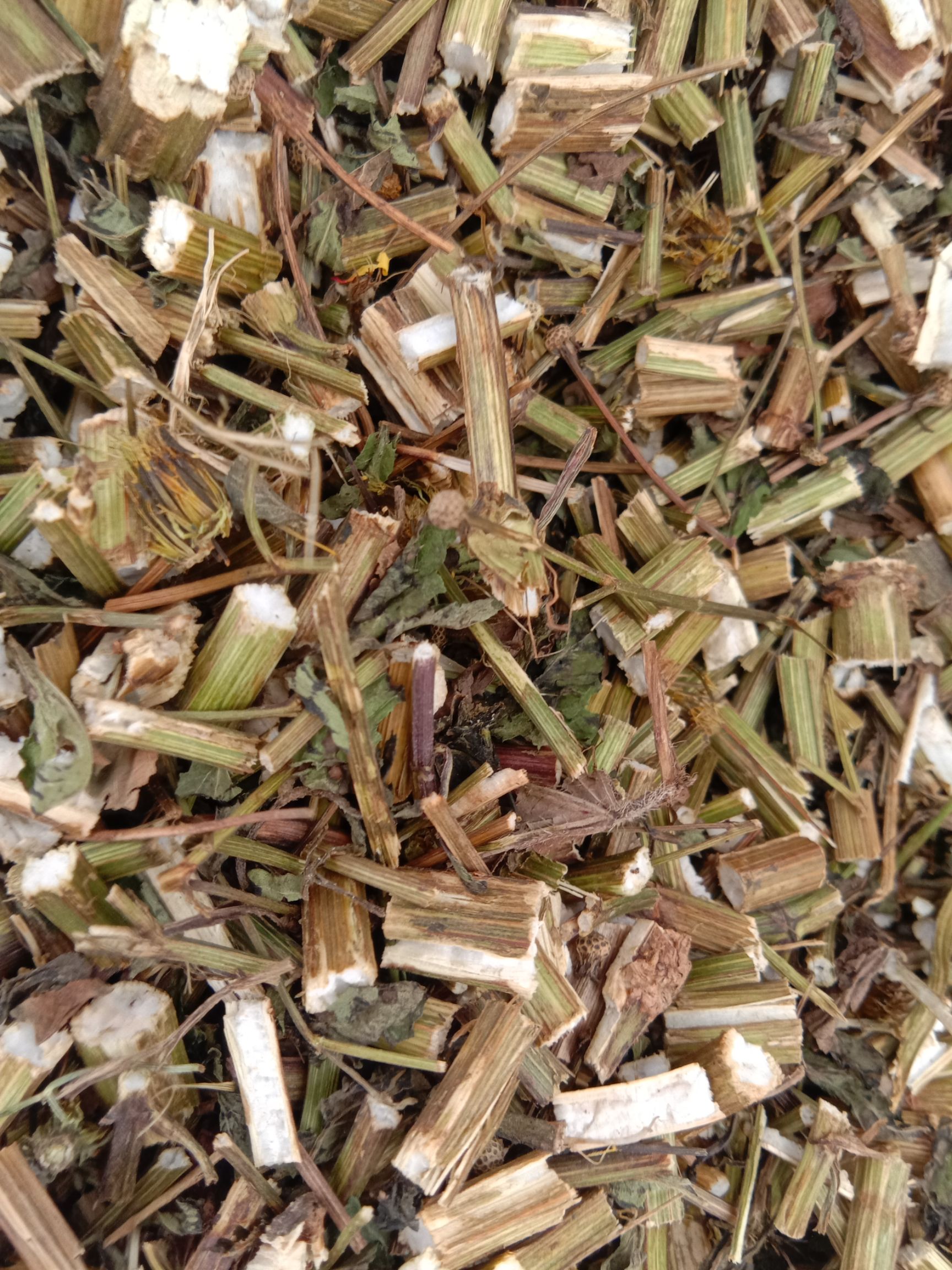 鬼针草