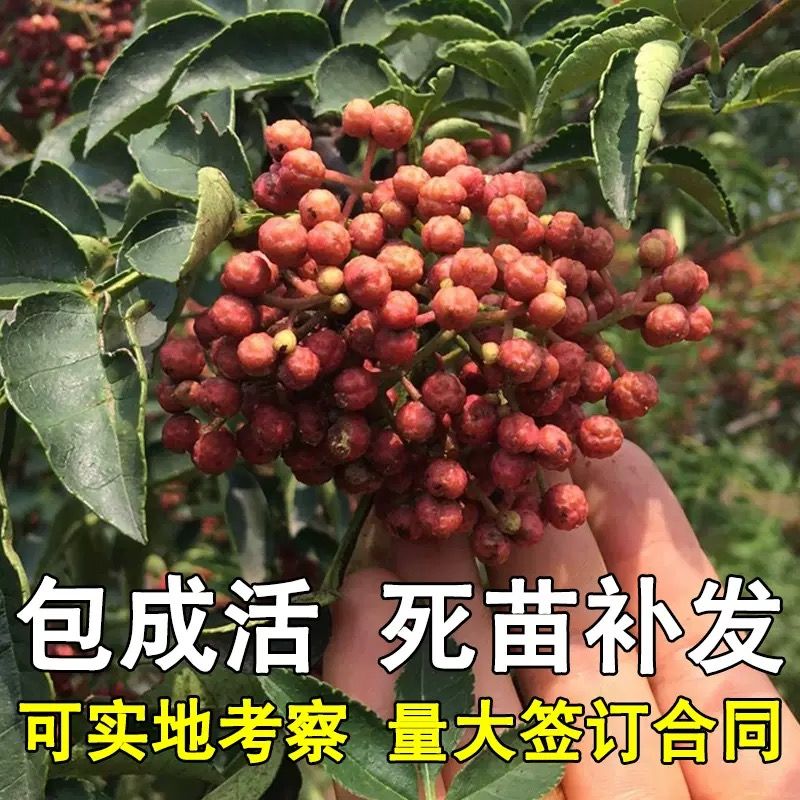 大红袍花椒苗 大红包花椒树0.8-4公分