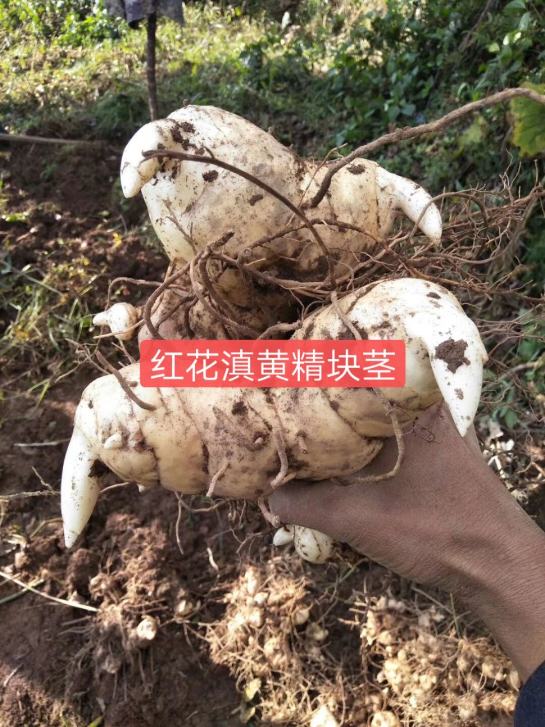 黄精块茎鲜货