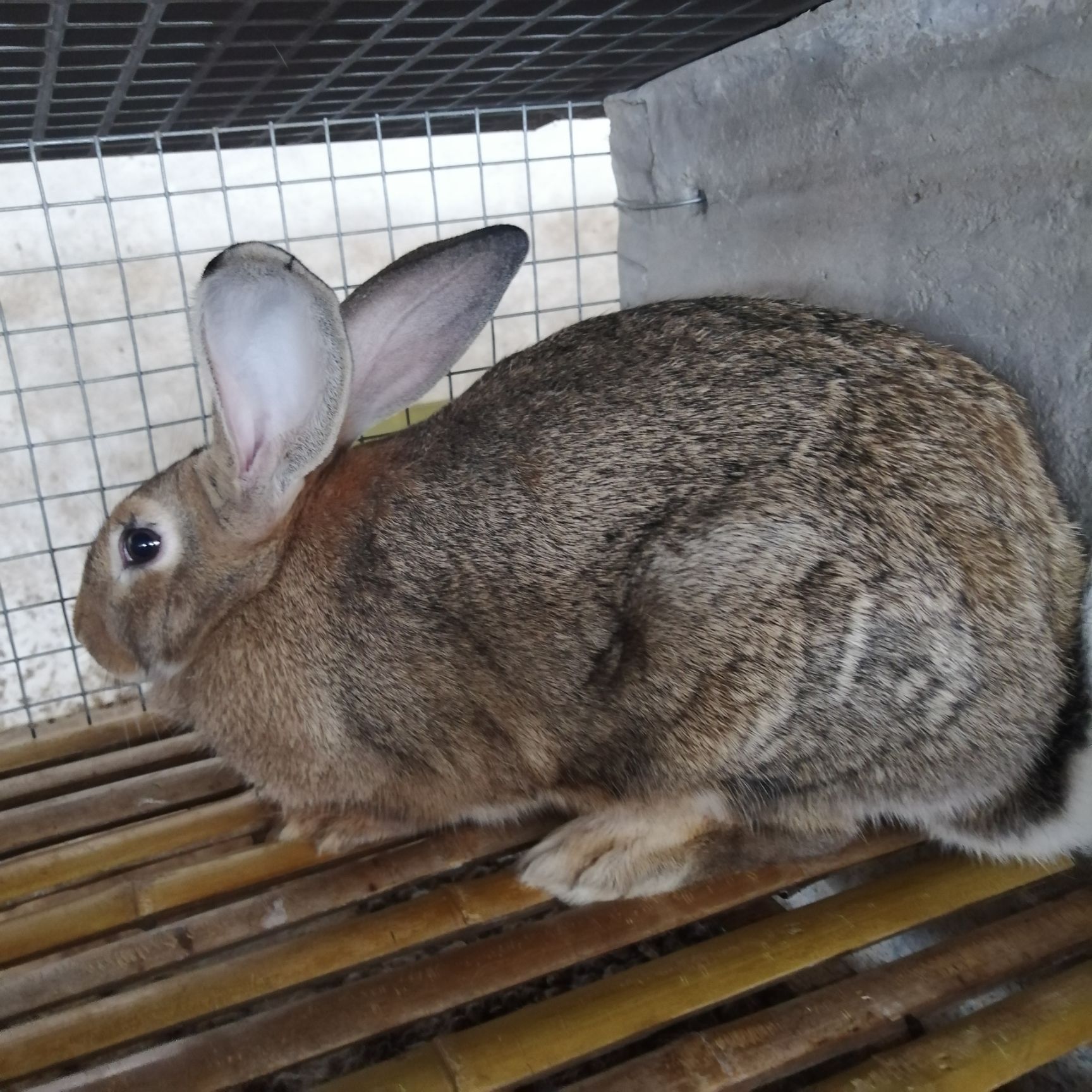 比利时兔 新西兰种兔种兔比利时种兔3-5斤比利时新西兰种兔
