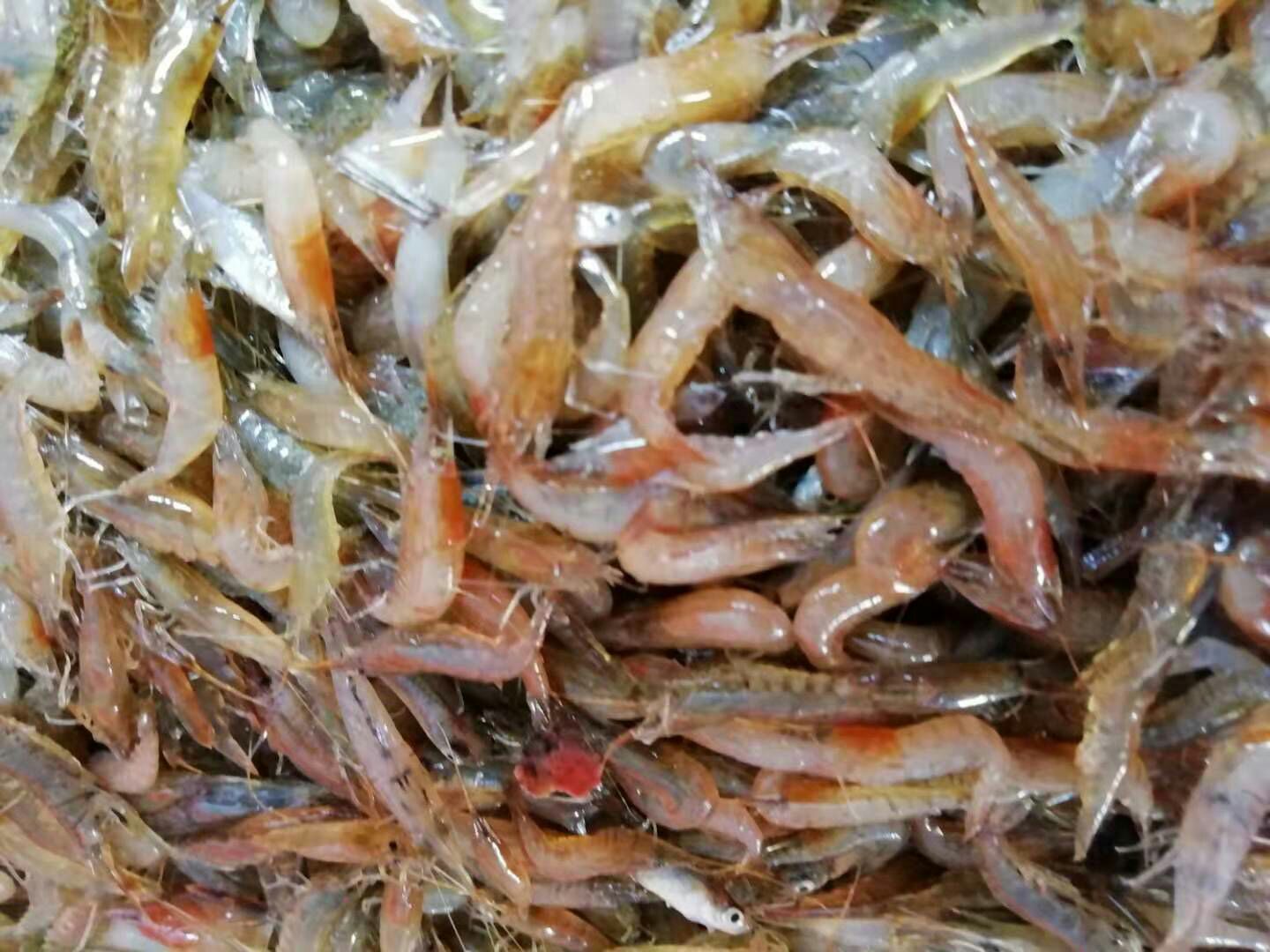 河虾苗 小虾米