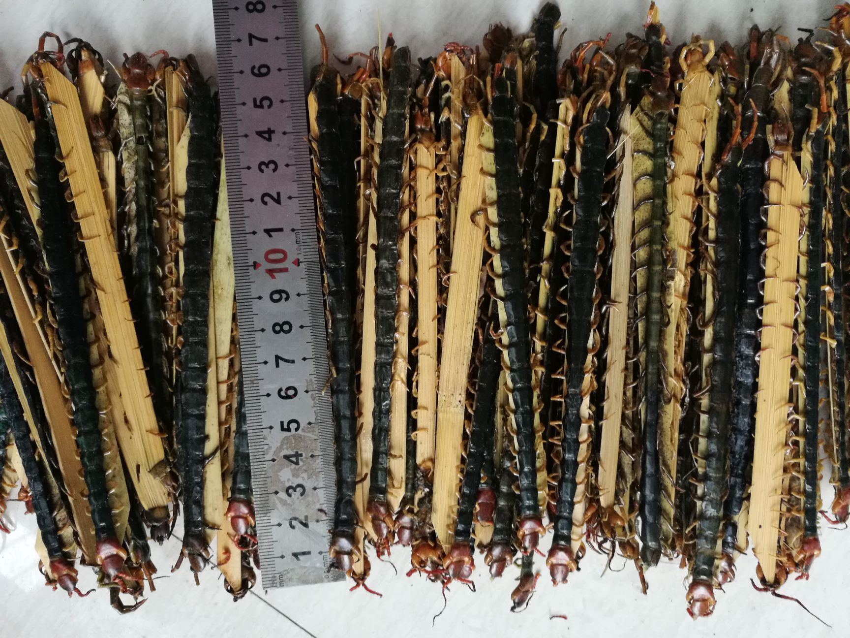 行情大厅  禽畜肉蛋  蜈蚣 金头蜈蚣  湖北襄樊谷城县