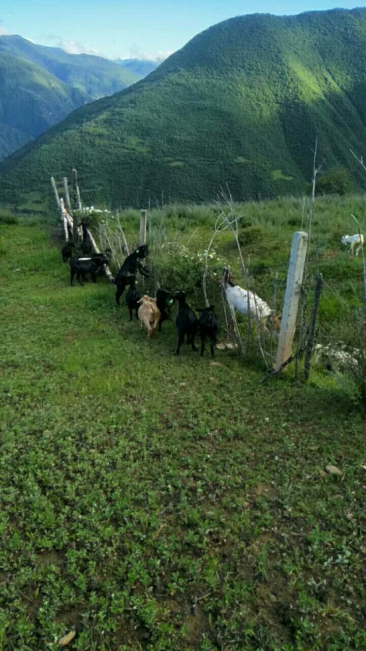 高原完全放养跑山羊