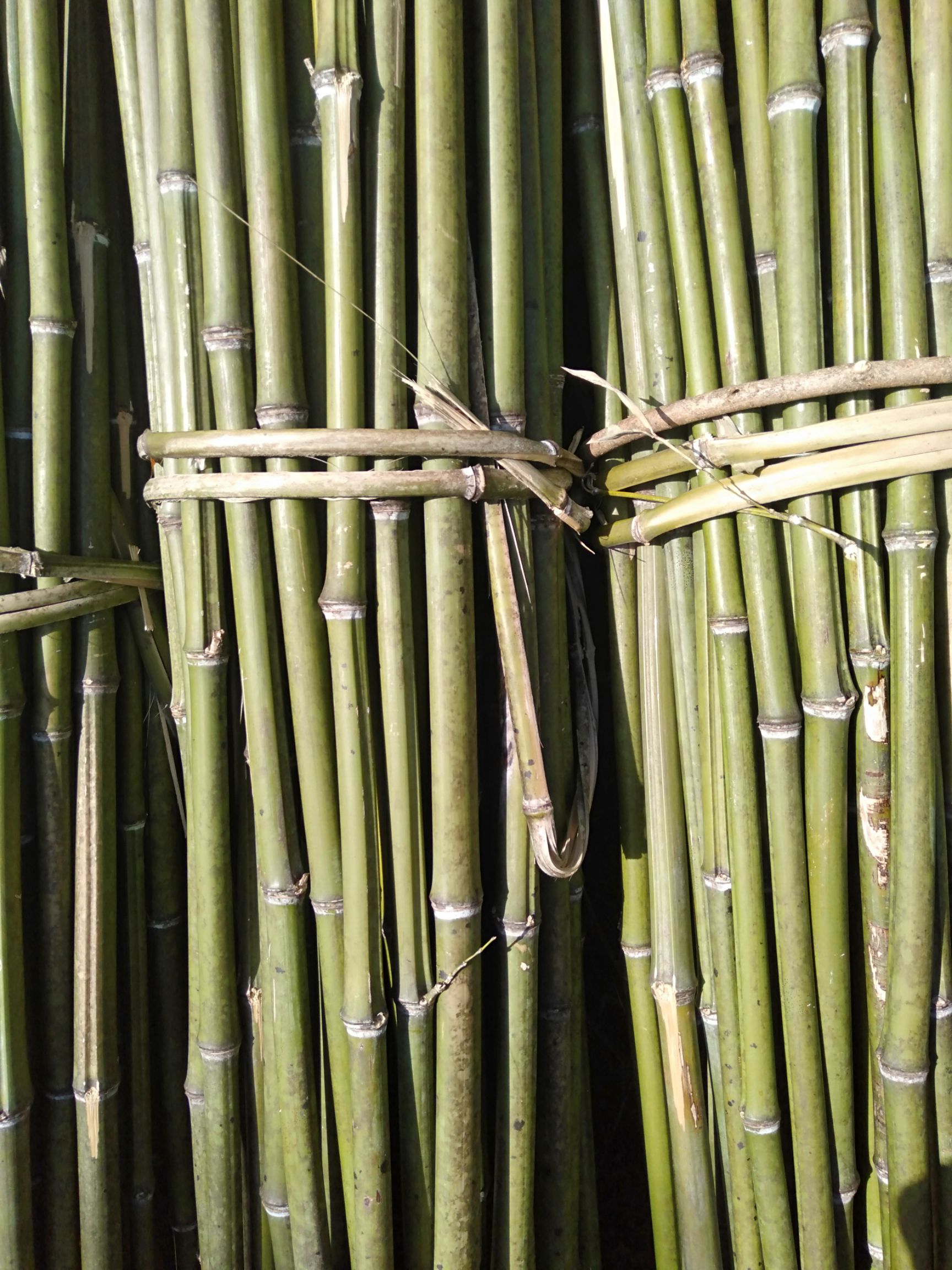 本人经营竹子自己承包有上万亩竹林,节短肉厚,韧性超强.