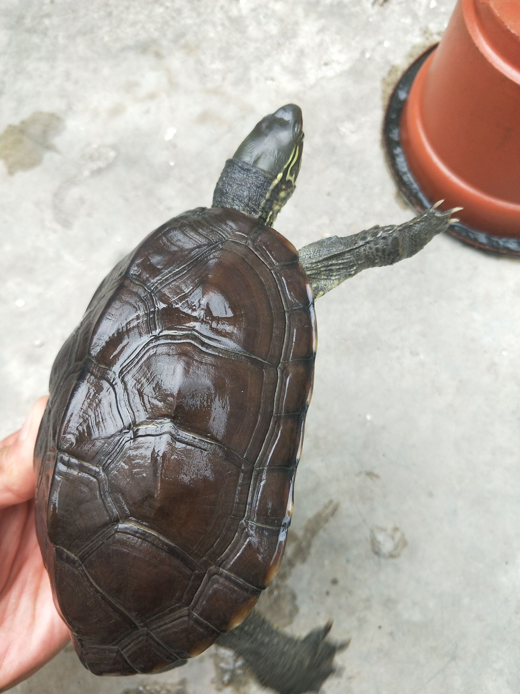 中华草龟 宠物,腊龟