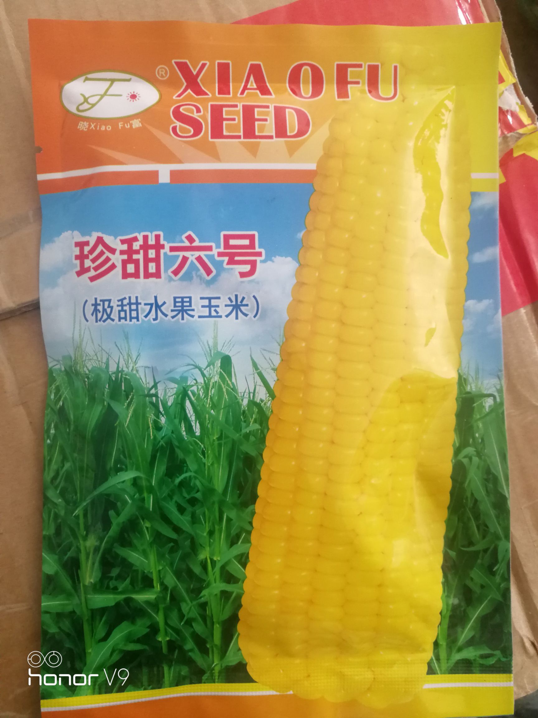 珍甜6号极甜水果玉米种子 黄色水果玉米种子