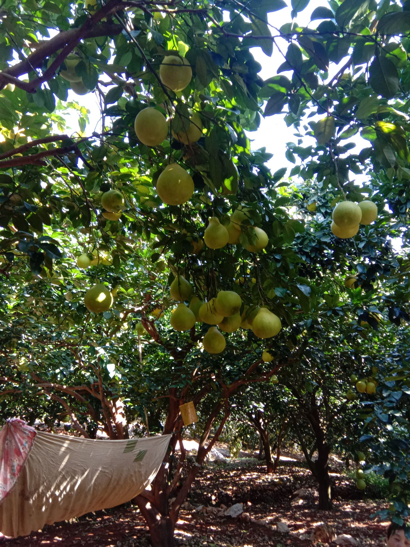 阳朔兴坪基地种植水果,沙田柚