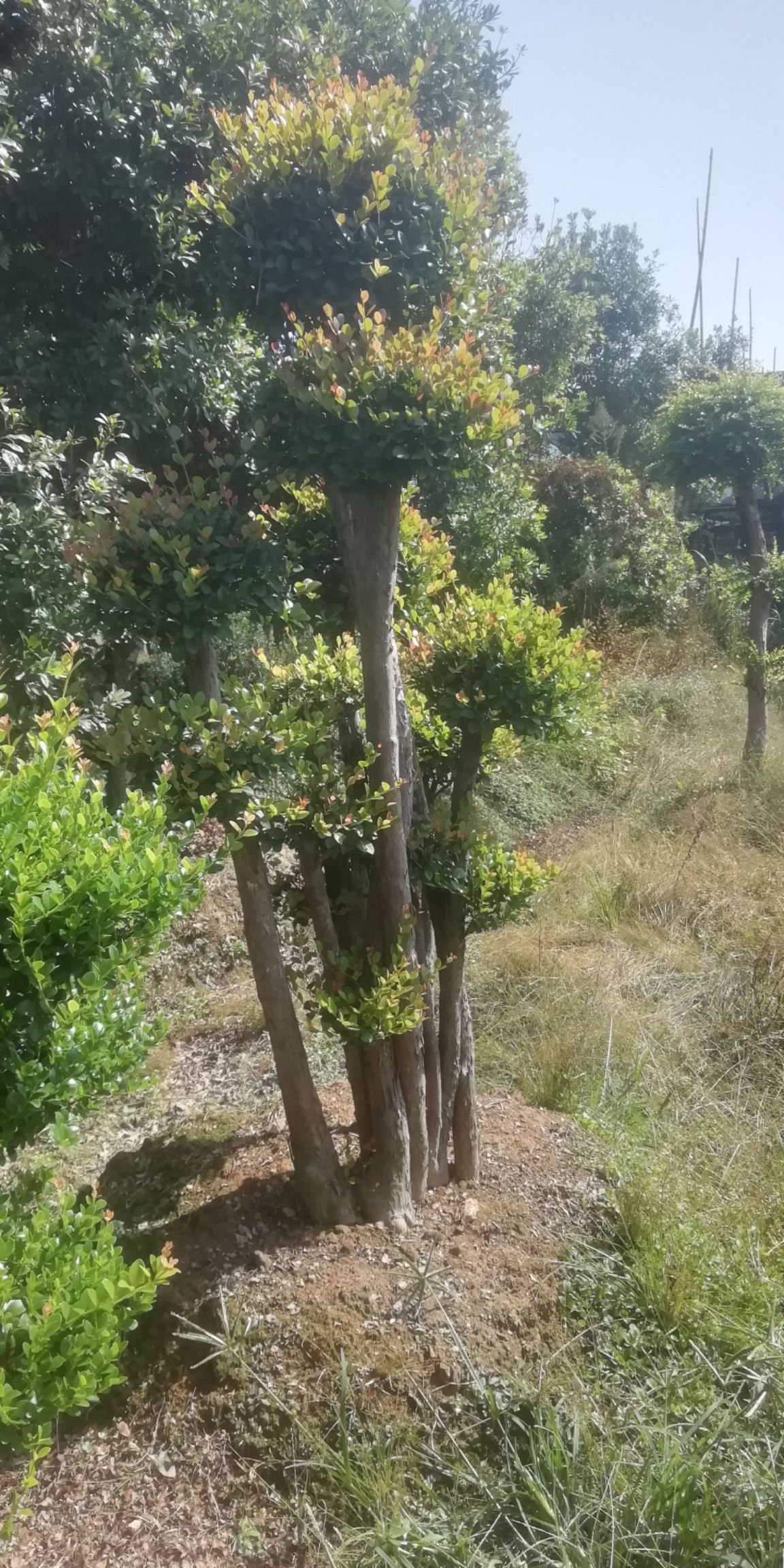 造型赤楠发财树