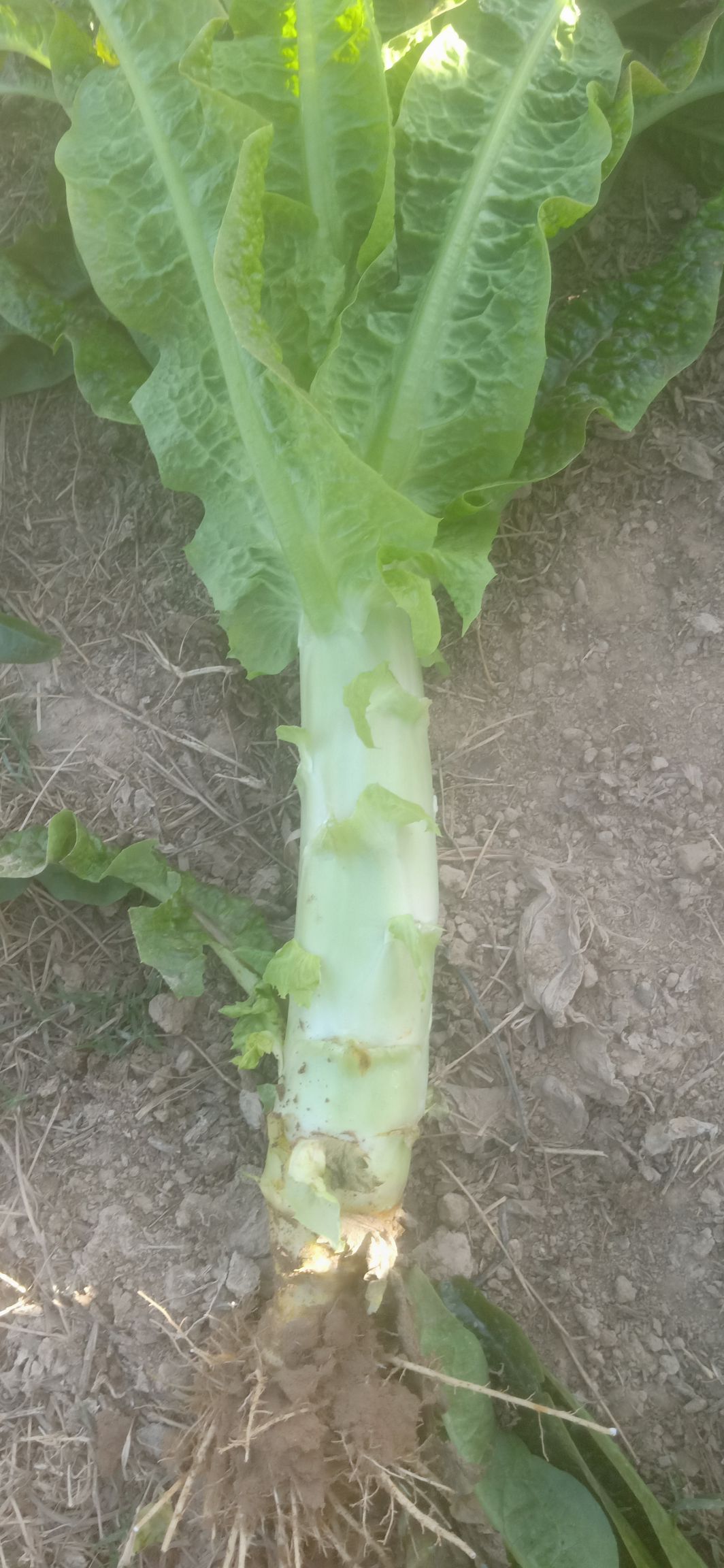 青叶莴笋 1.5到2.5 28~40cm