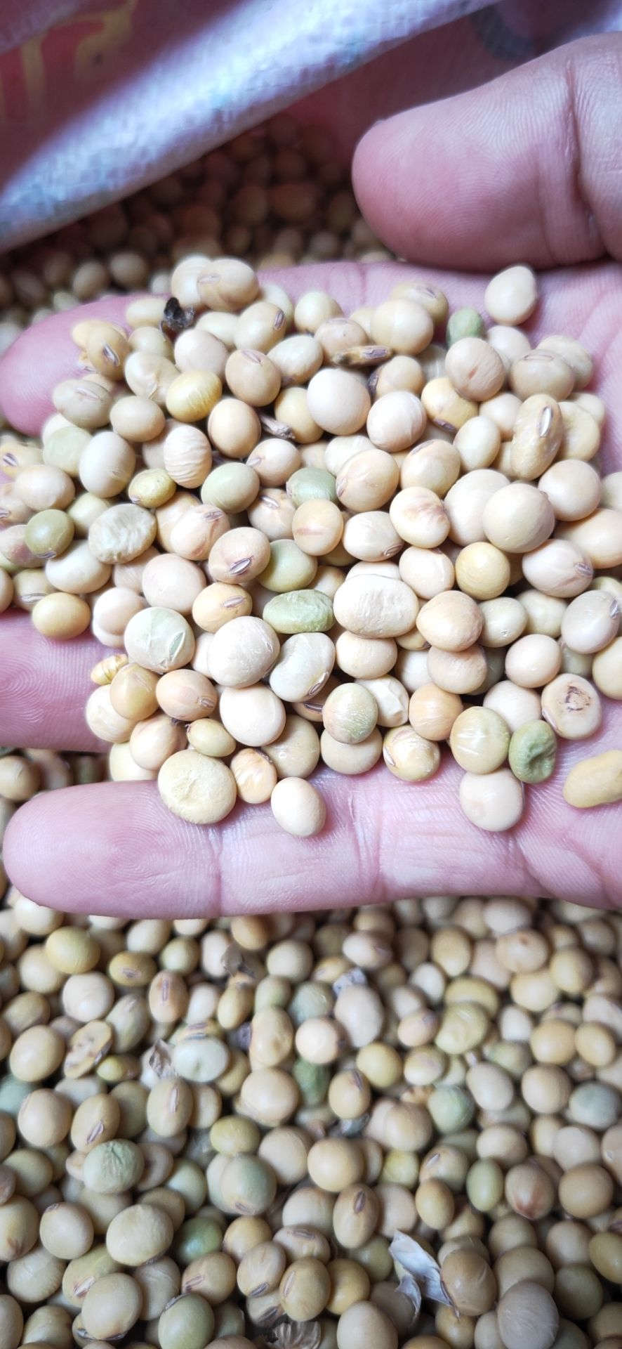 小粒黄豆 农家小黄豆