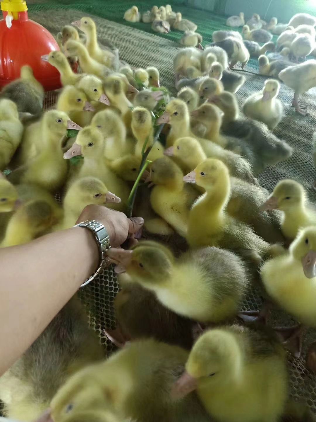 霍尔多巴吉鹅苗 霍尔多巴吉鹅苗