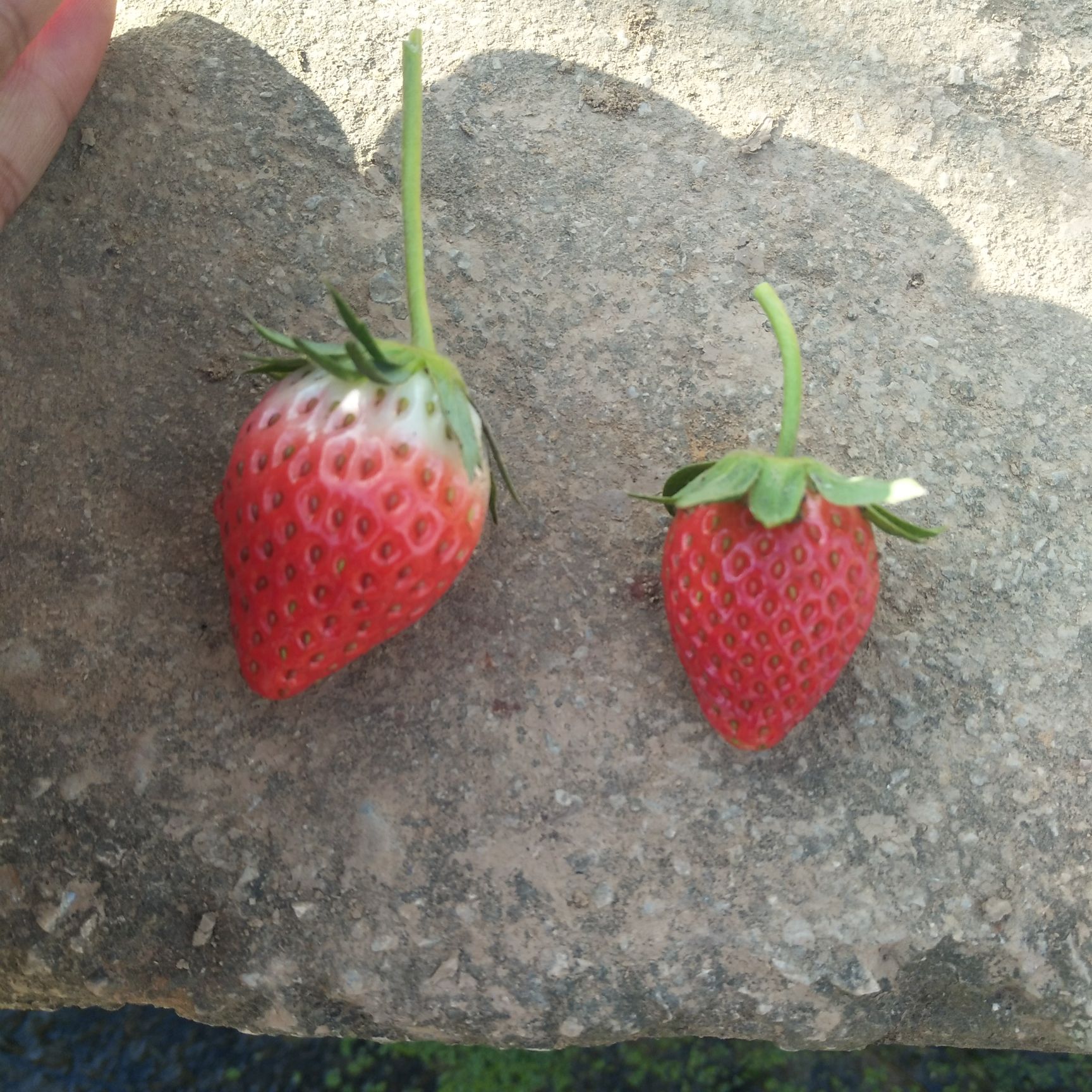 [奶油草莓批发] 新鲜草莓冬季草莓牛奶草莓奶油草莓18