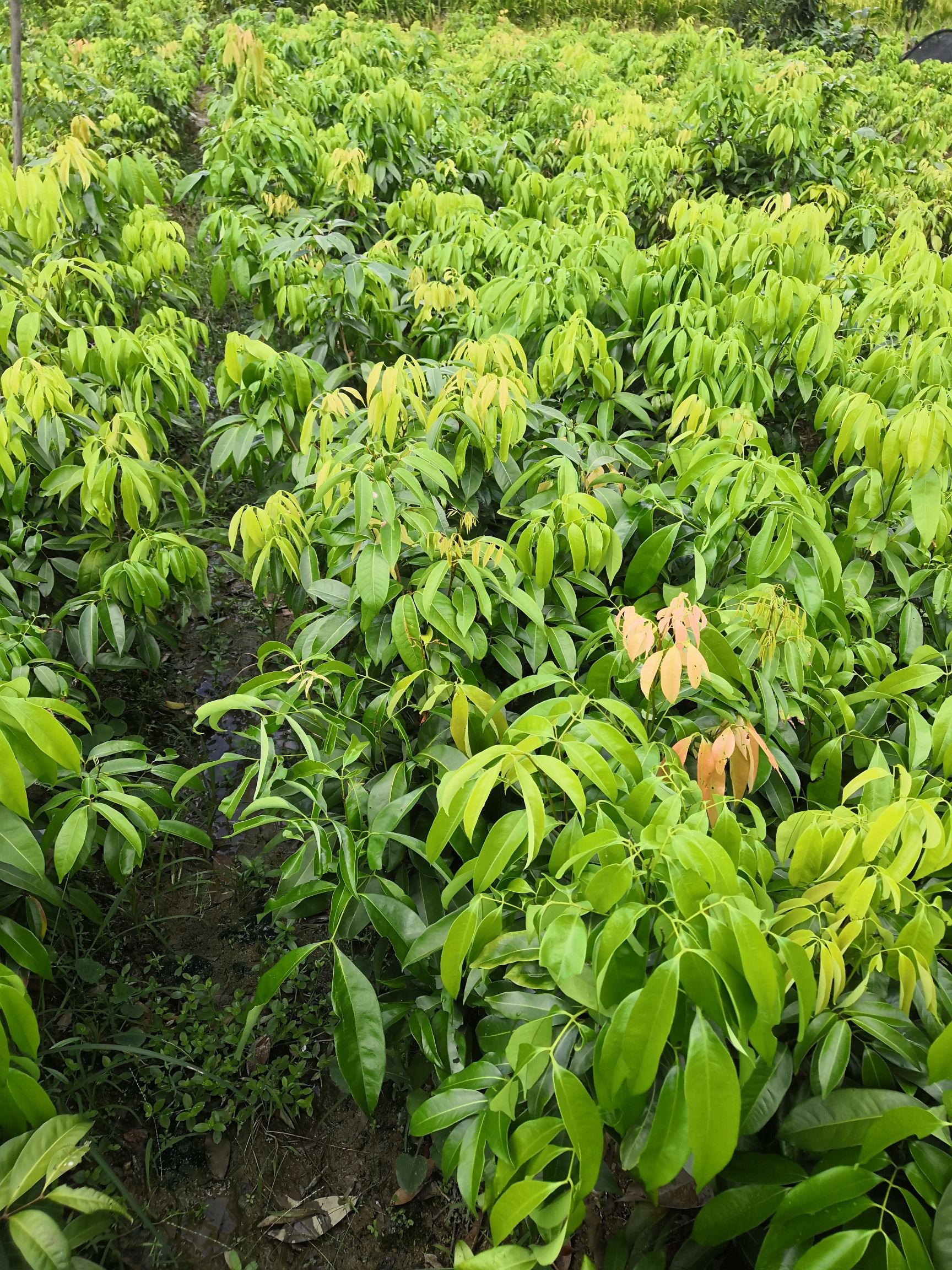 桂味荔枝苗 荔枝树苗 桂味 妃子笑 品种正宗基地直销