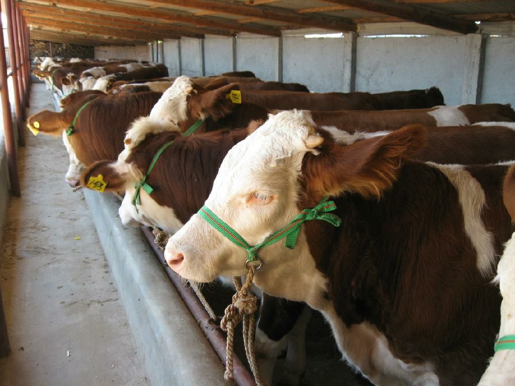 供应肉牛 优质肉牛 改良肉牛 西门塔尔种牛常年大量现货出售