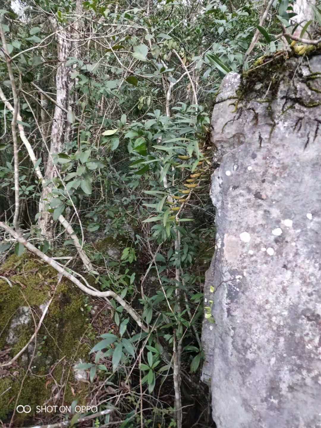 石橄榄 广西特产双叶大果新鲜石仙桃中草药炖汤500g批发零售