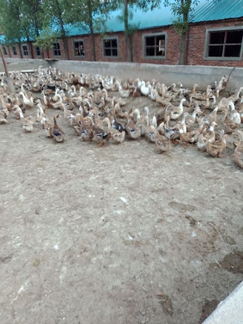 我们场内有种鸭十五万只,常年有大量的鸭粪便要卖