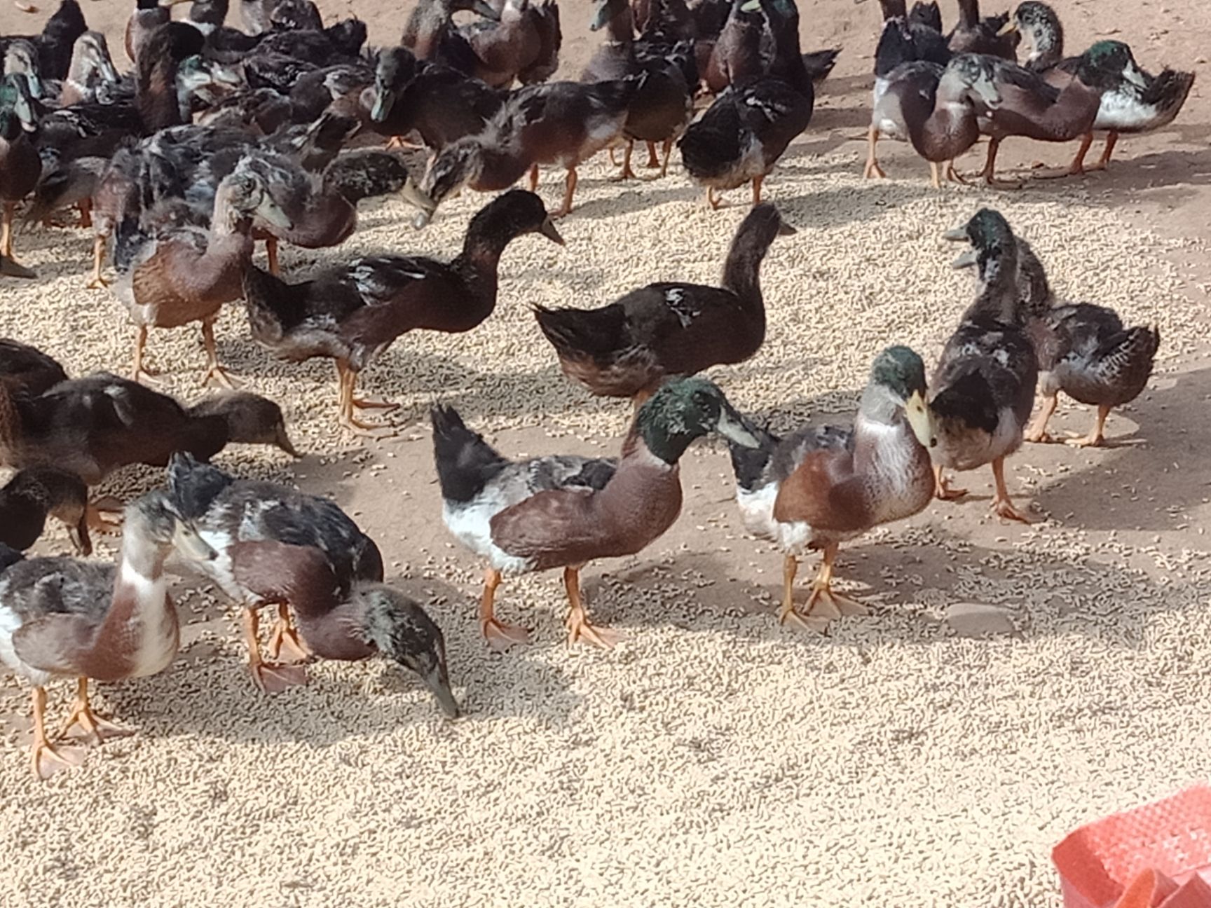 品种名:青壳4号蛋鸭 单只重:2-3斤 类型:公 用途:肉鸭 生长