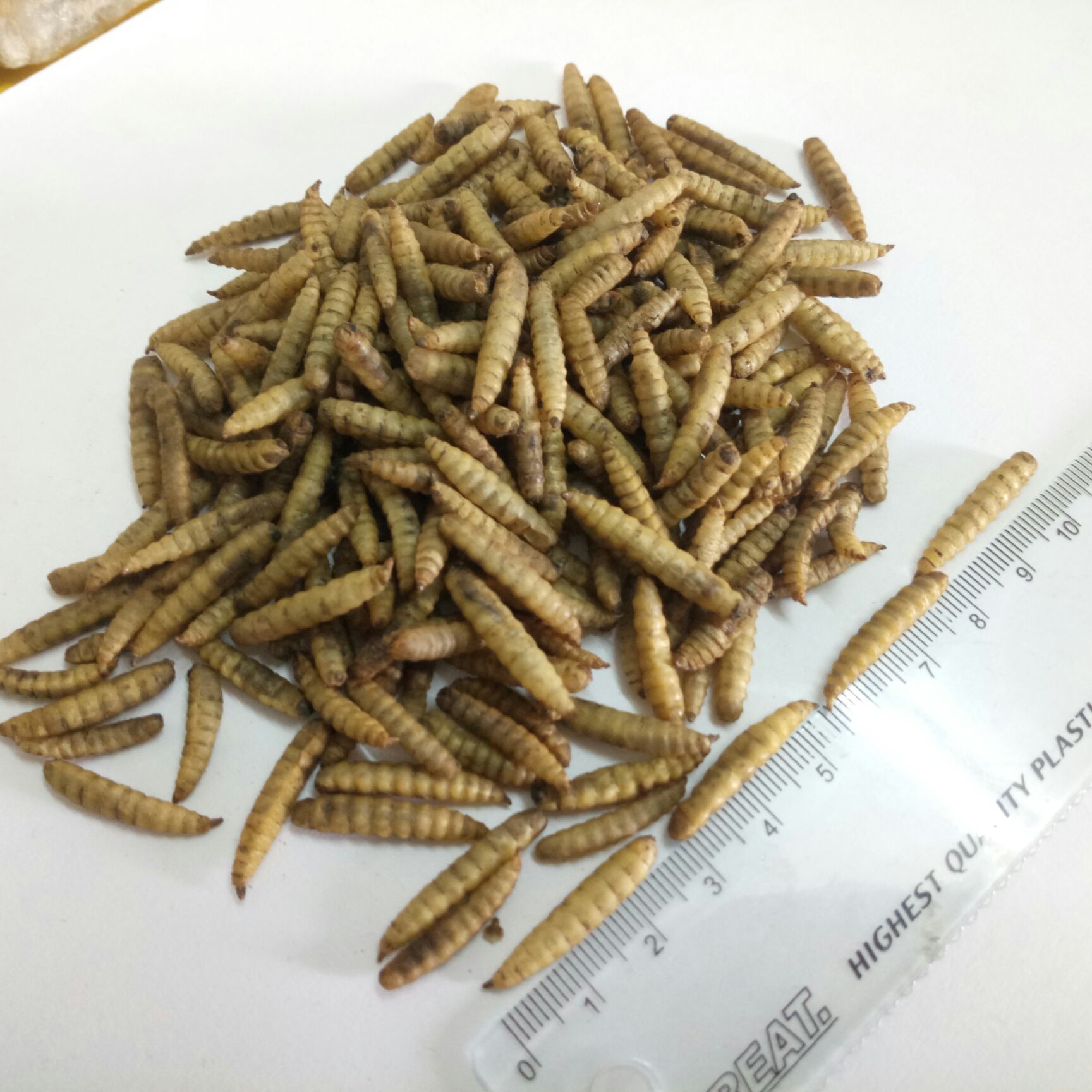 微波灭菌膨化黑水虻虫干 仓鼠粮鱼粮500克