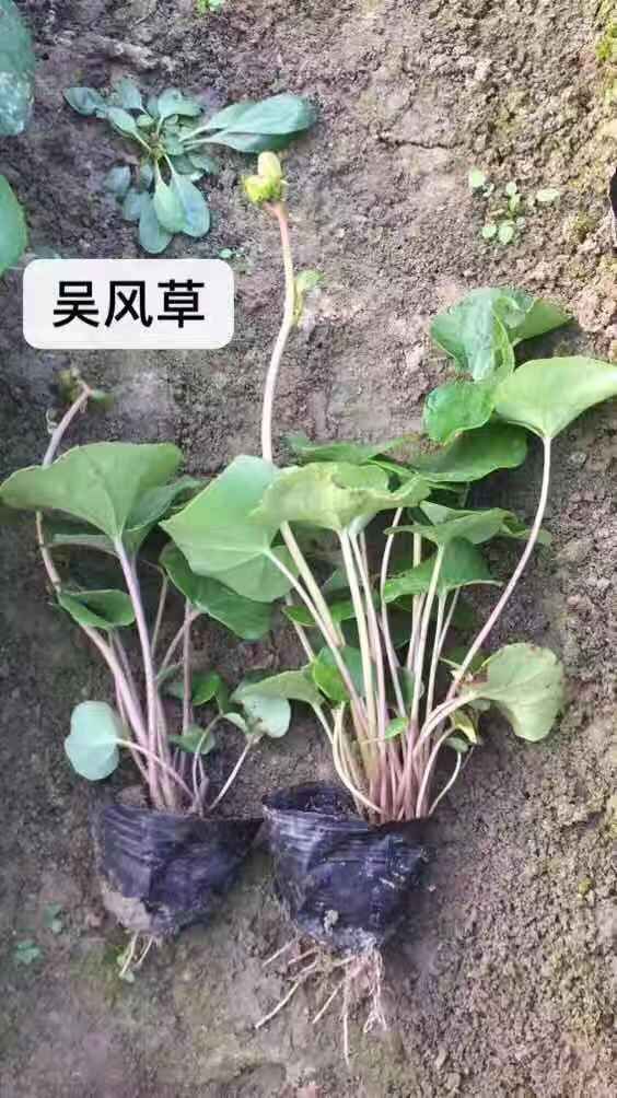 大吴风草 吴风草