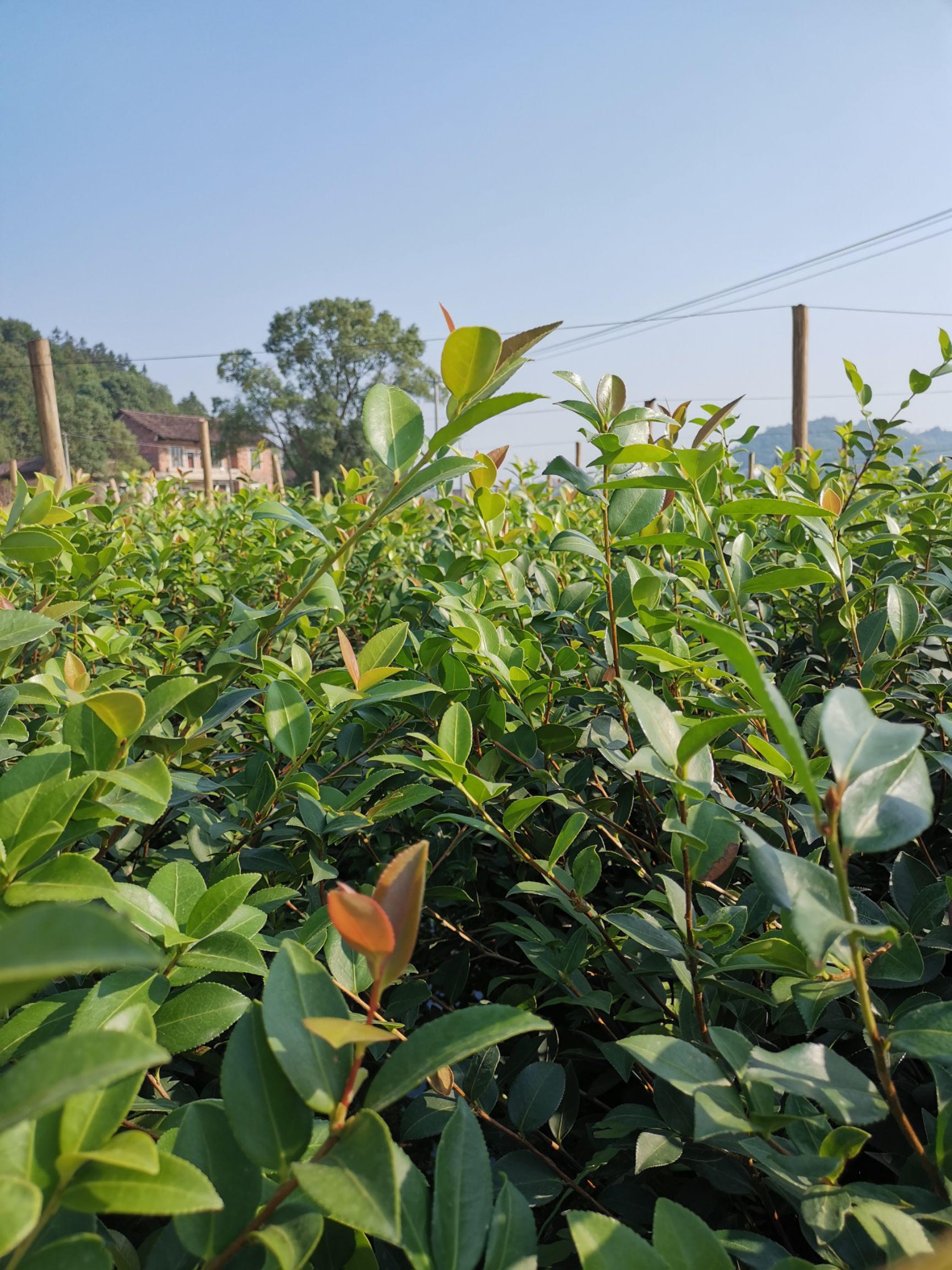 品种名:油茶苗 品种名:油茶苗          大量供应两年生白花