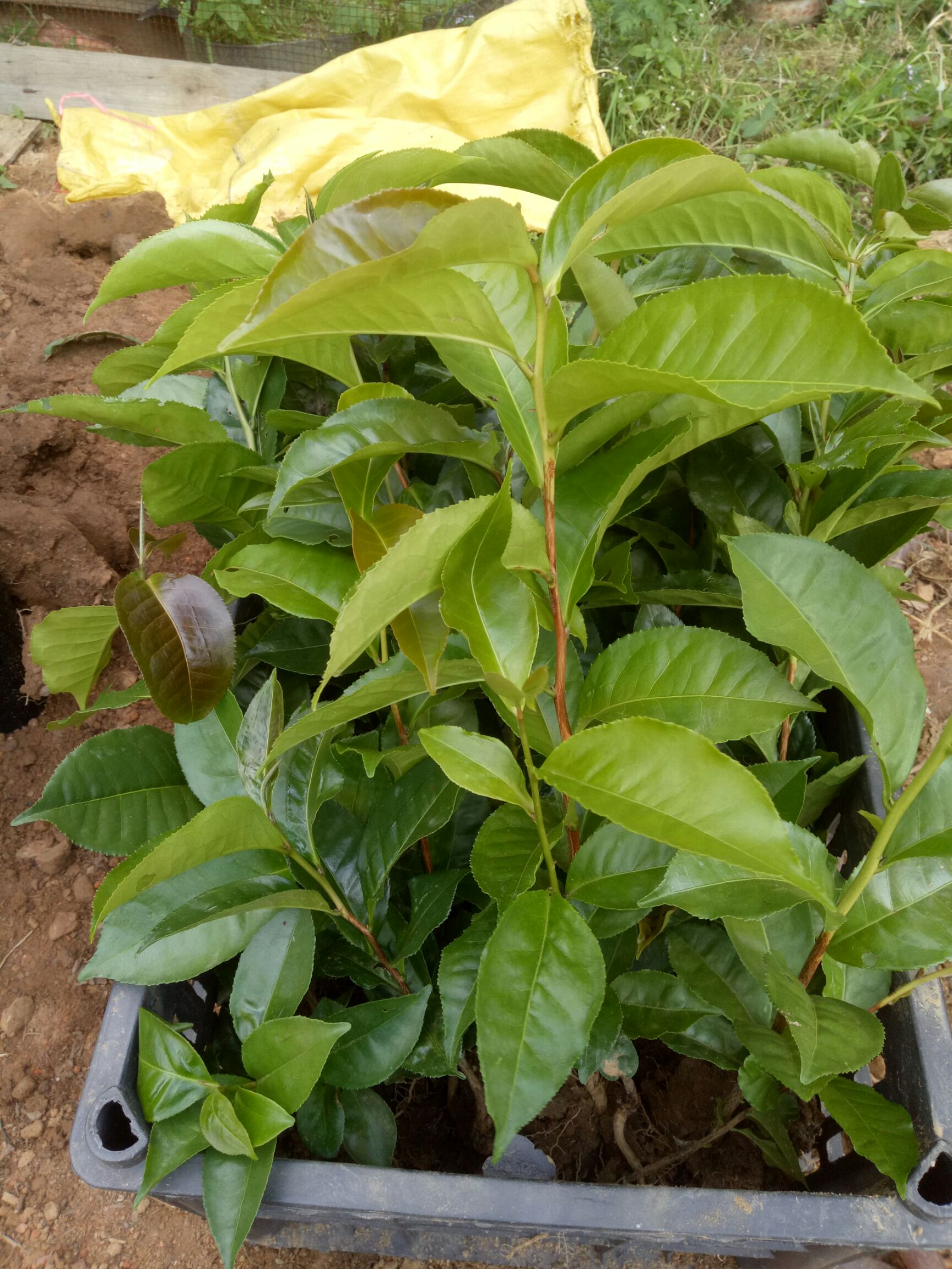 [油茶树苗批发]大树茶苗 古树甜茶苗(大叶普洱茶)价格10元/棵 惠农