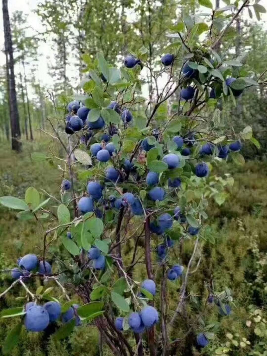 小兴安岭野生蓝莓原浆,山茄子原浆,蓝莓干.