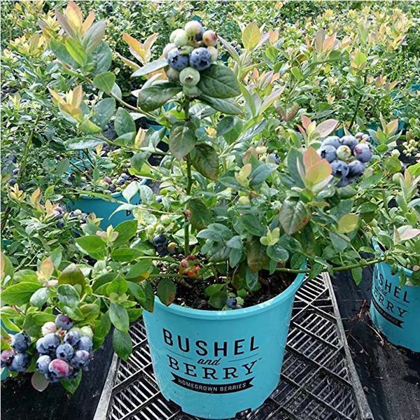 薄雾蓝莓苗 南方优质品种 产量高 个头大 现挖现发