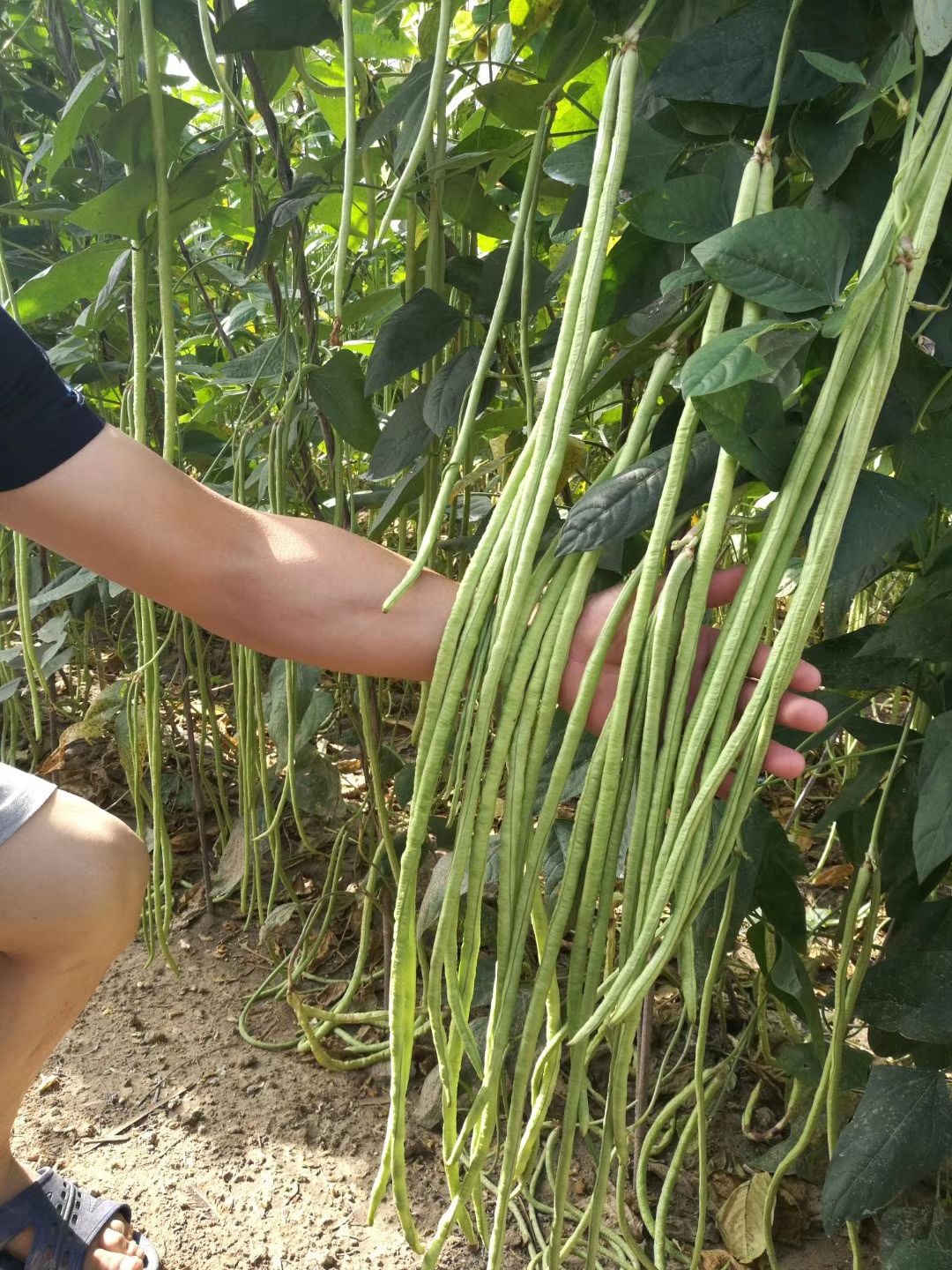 油青豆角种子 优质长豇豆角引导者 富农豇