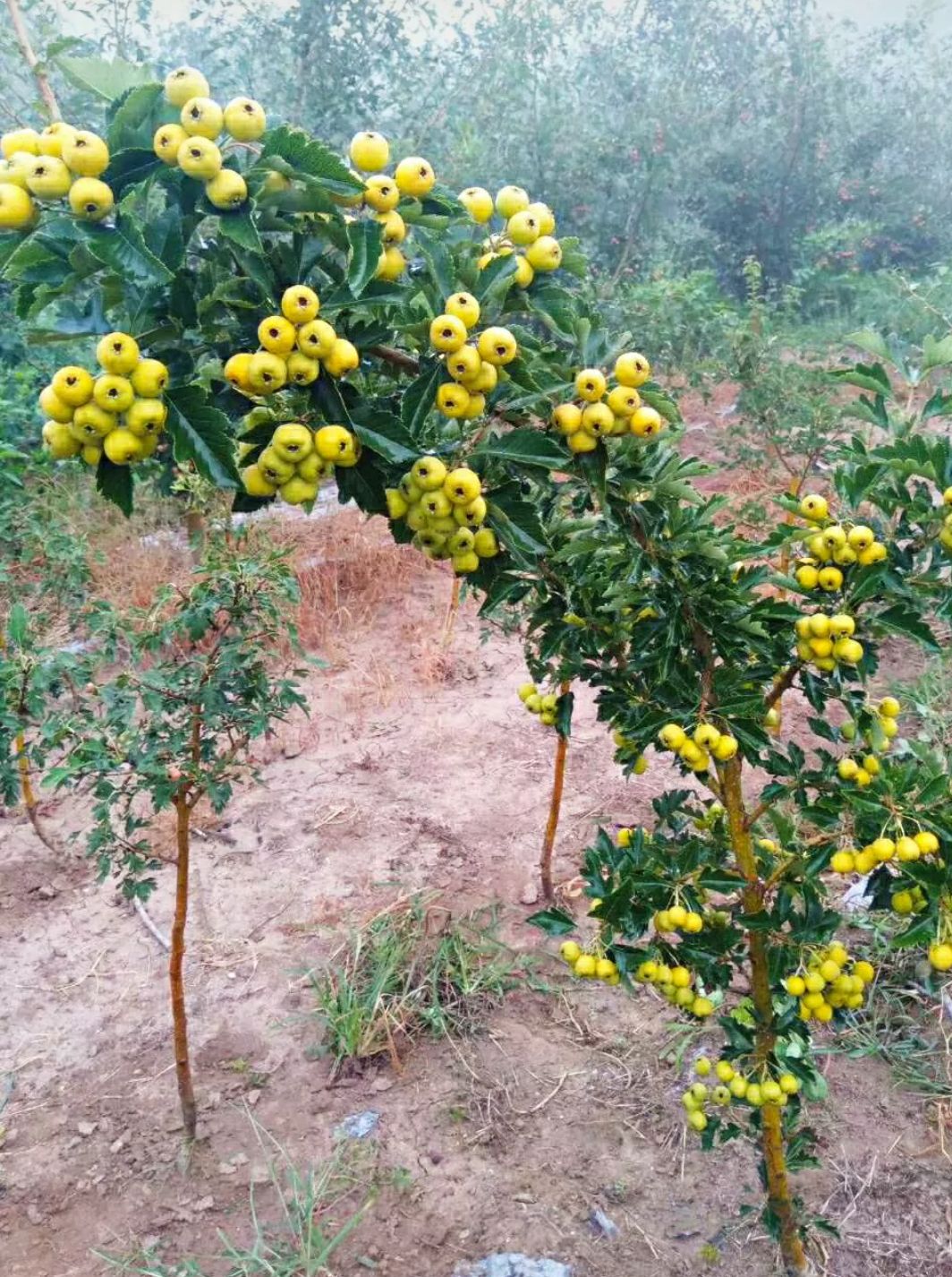 [黄果山楂树苗批发] 山楂树苗.黄山楂.保质量保品种.