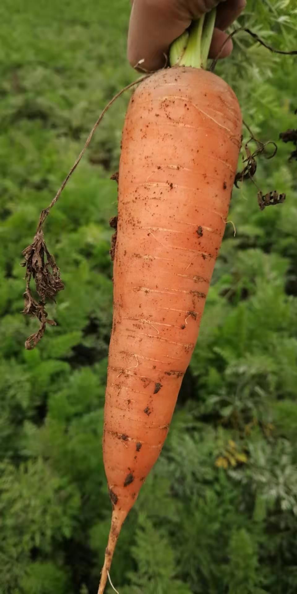 胡萝卜   商品详情 晋州市胡萝卜种植基地,纯绿色无公害,市级胡萝卜