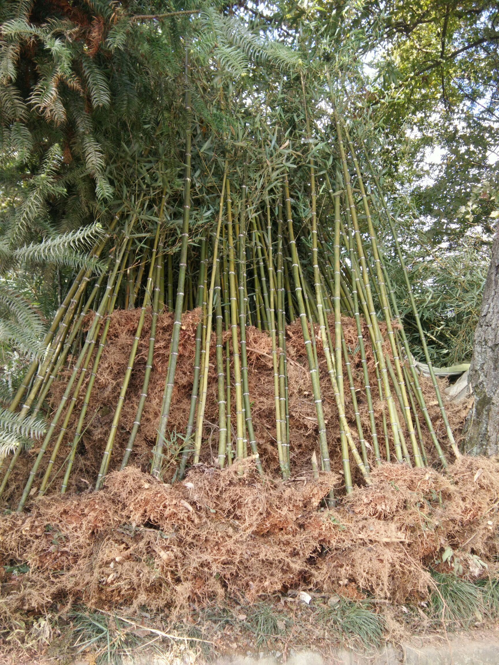 供应正宗高节竹地径1.5~6厘米