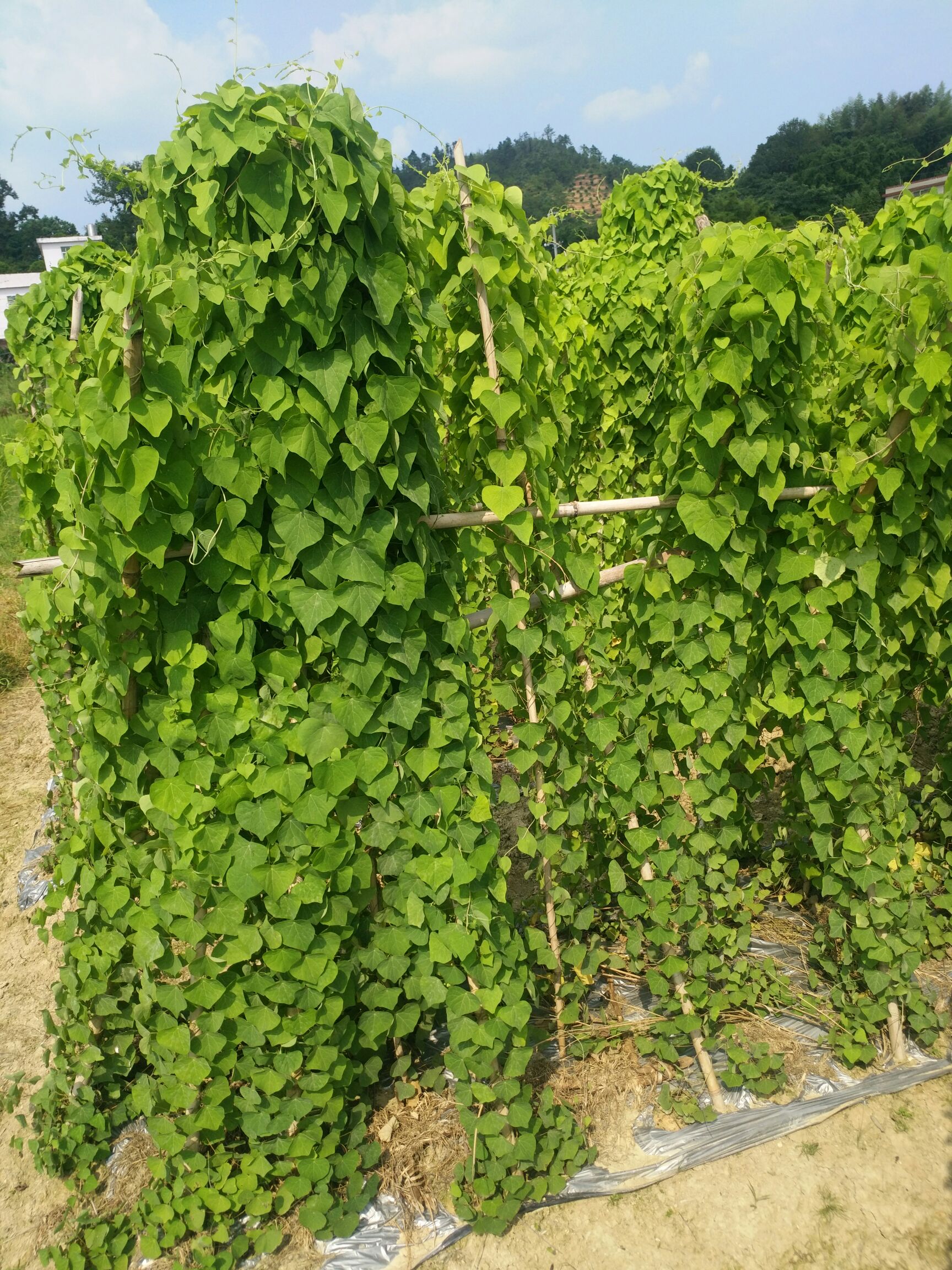 粉防己种子正在预售中有想发展粉防己种植请联系