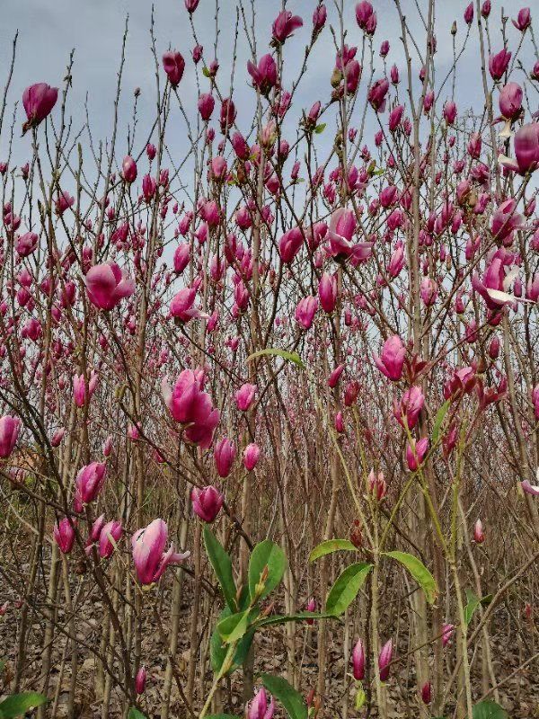 红花玉兰苗