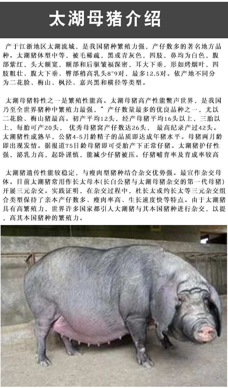 母猪长白母猪二元太湖母猪大白原种杜洛克公猪苏太母猪活体包邮