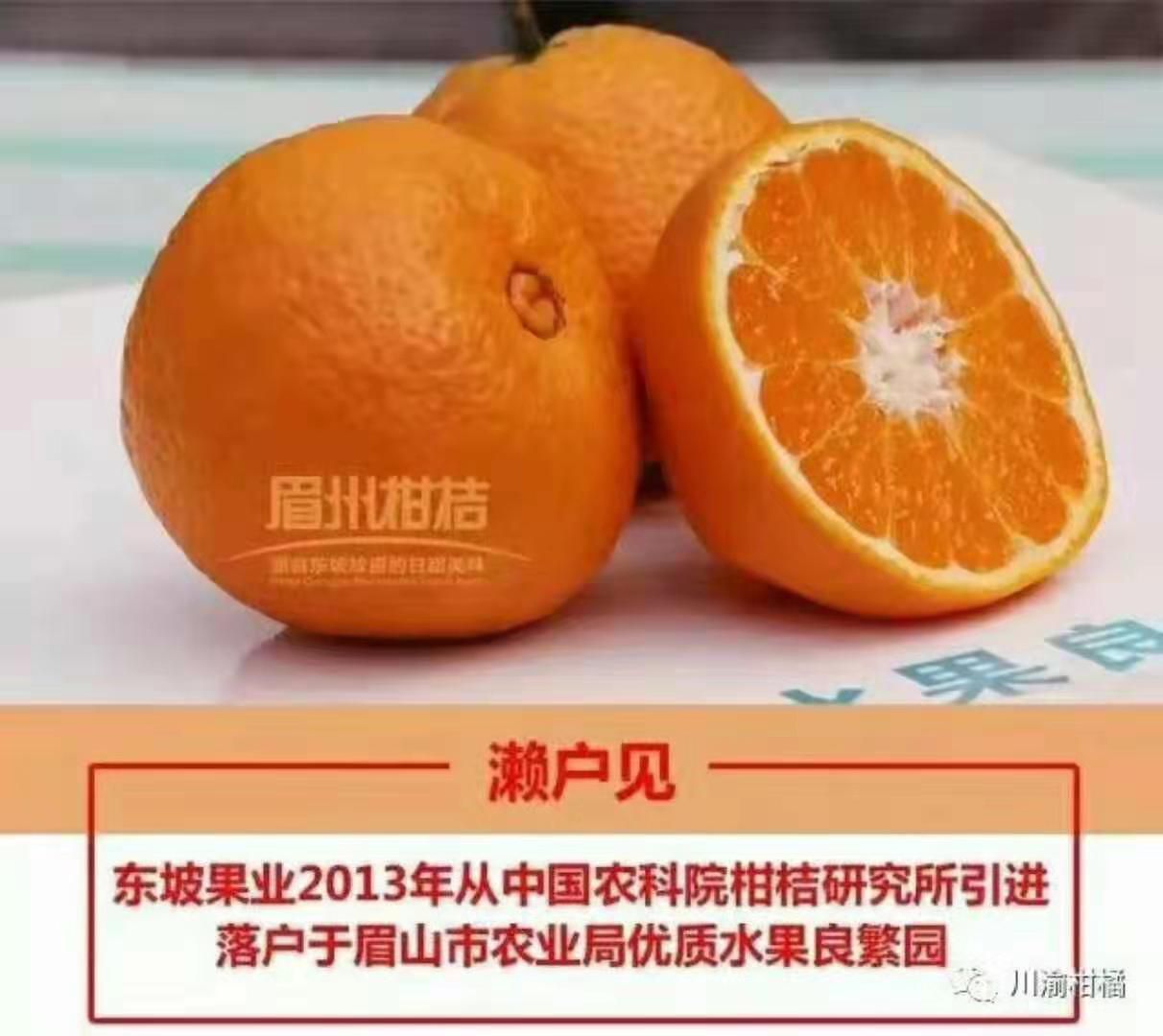 濑户见柑桔苗 柑橘新品种,不知火兄弟,濑户见柑橘,中柑所推荐品种.
