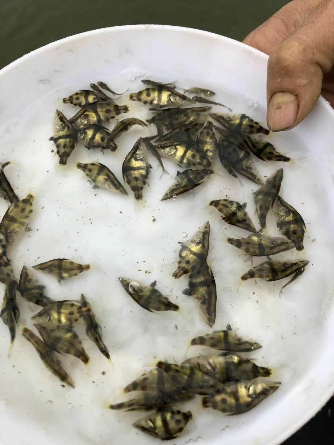 桂鱼苗十供自孵水花