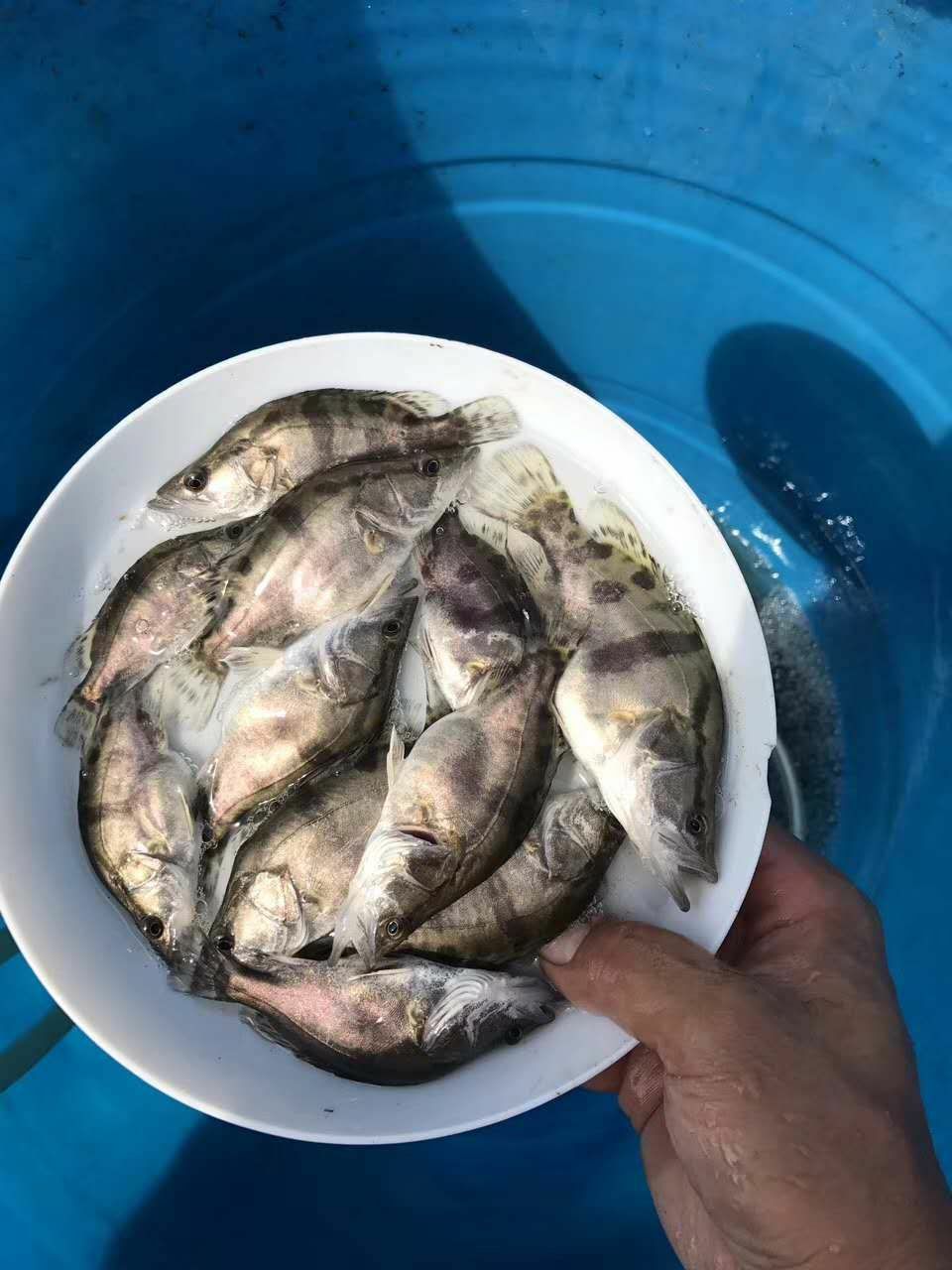 桂鱼苗十供自孵水花