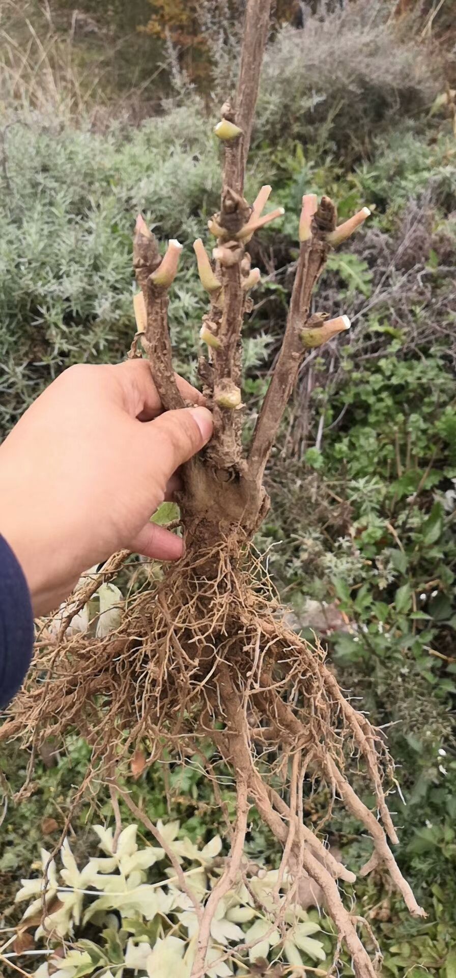 油用牡丹,凤丹牡丹